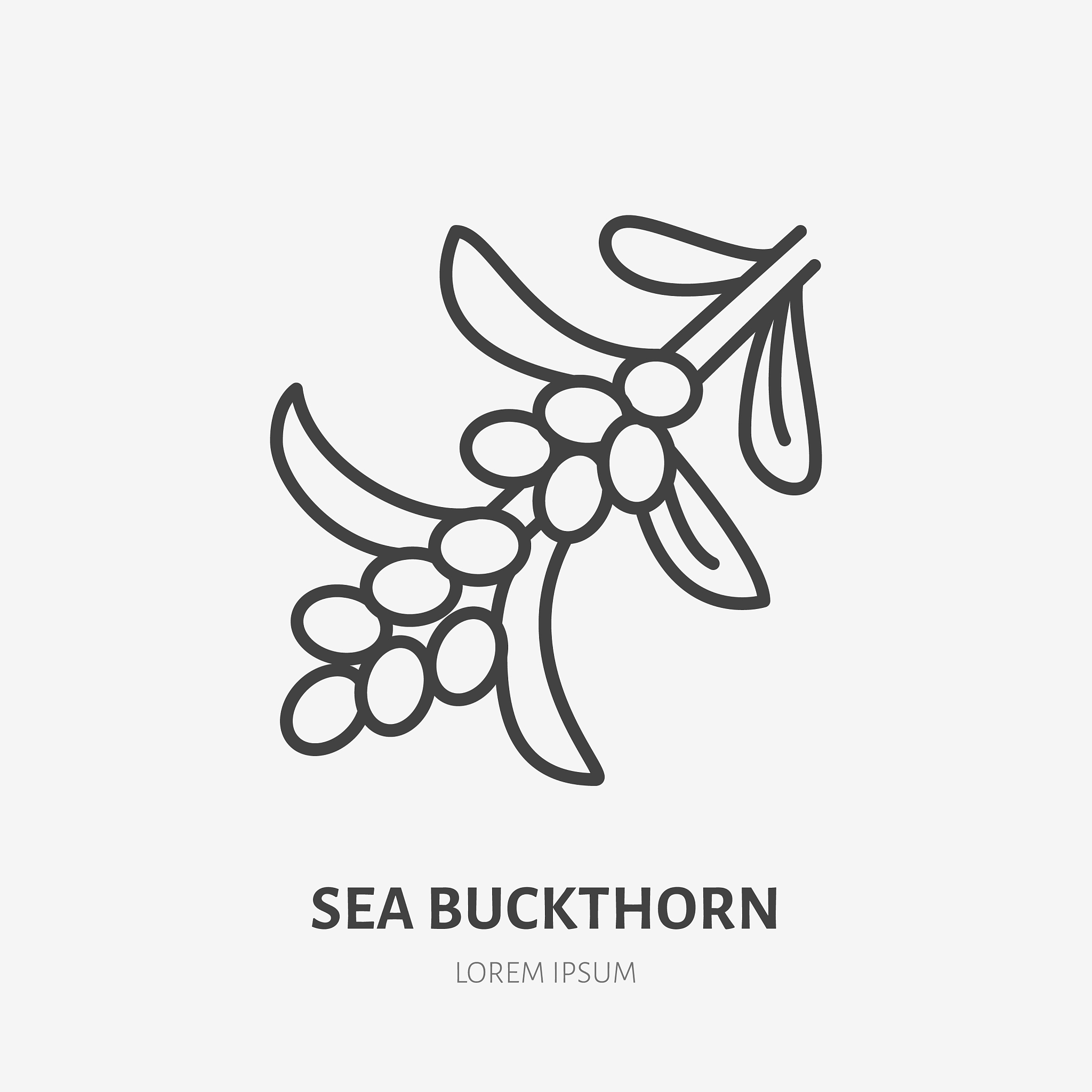 鼎鑫沙棘OPC片产地：来自中国