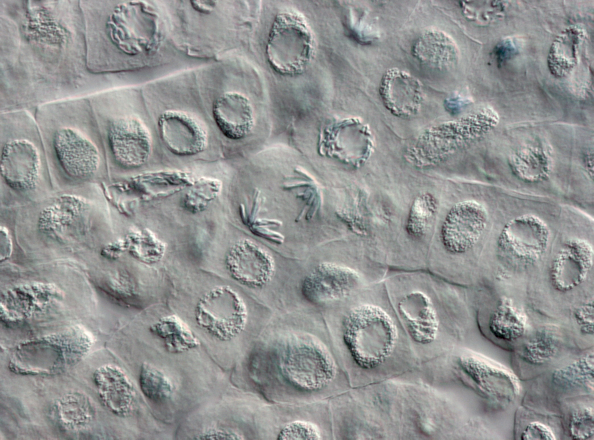 染色体存在于植物细胞的