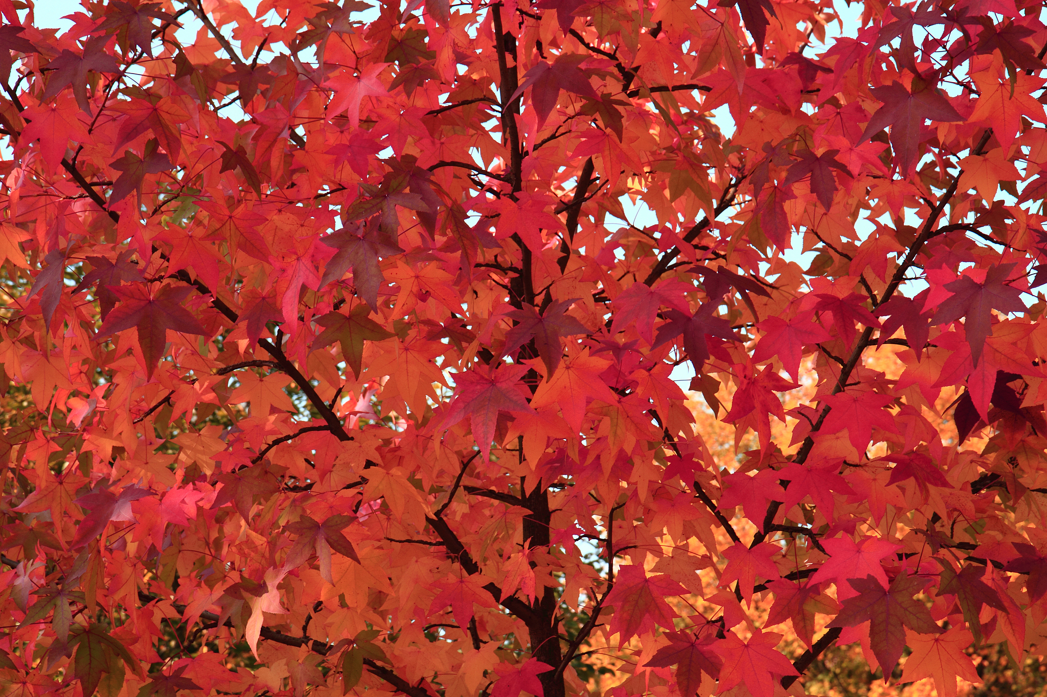 怎么写一个检验报告的background