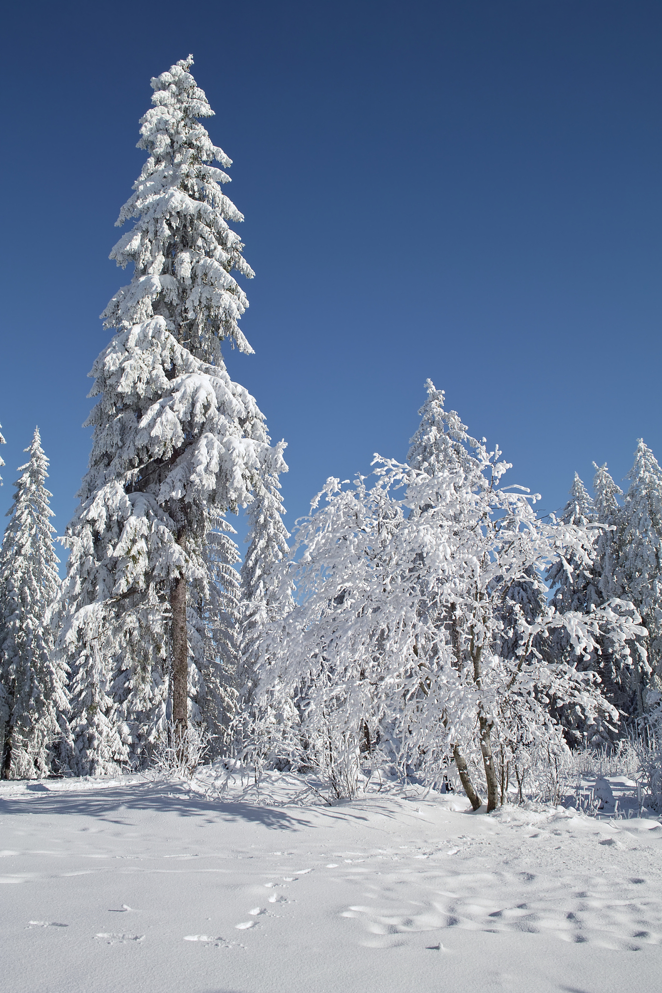 鹤湖九一班运动会加油稿 - 蓝色跑道上的青春飞扬
