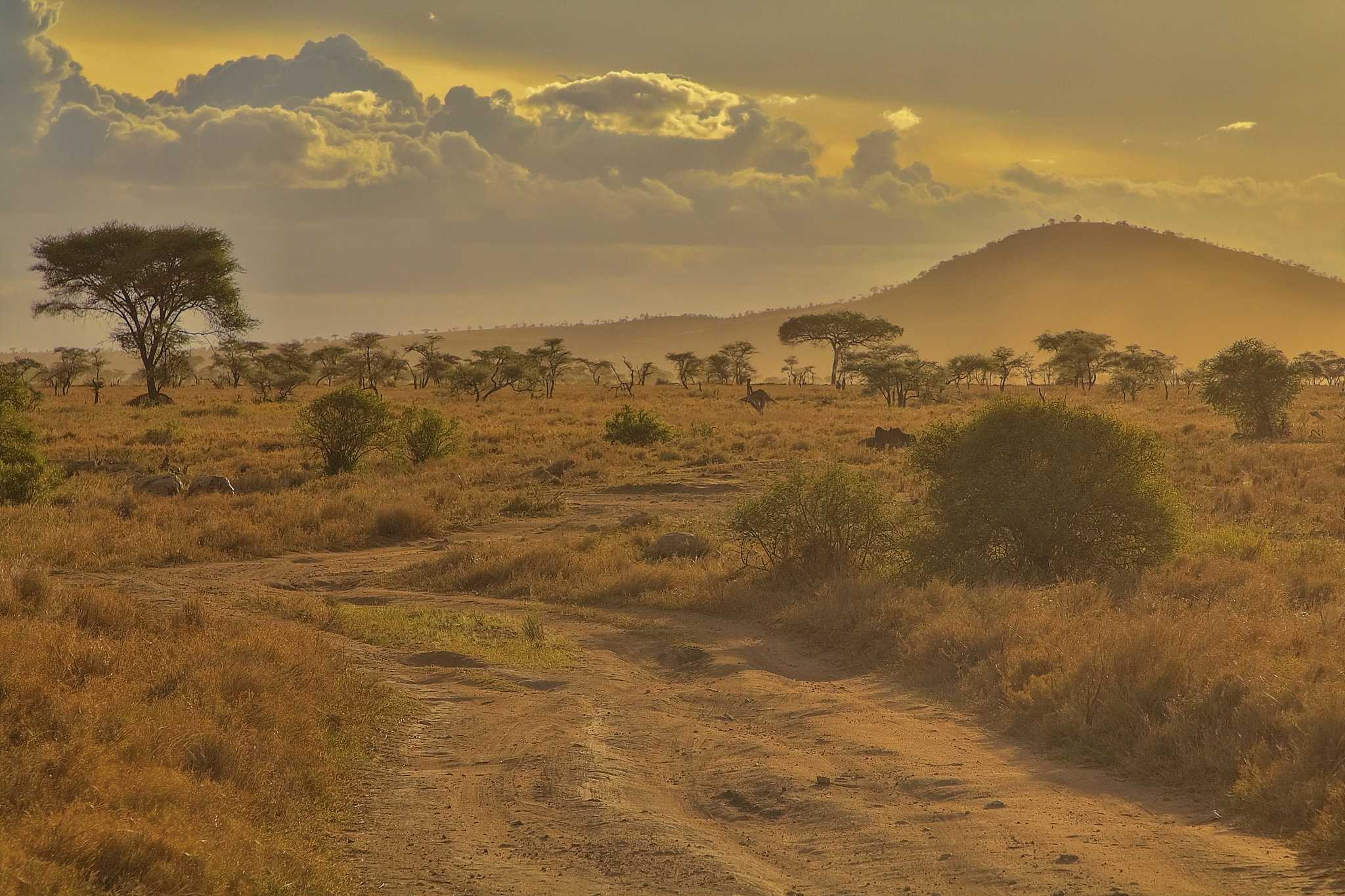 serengeti national park, tanzania