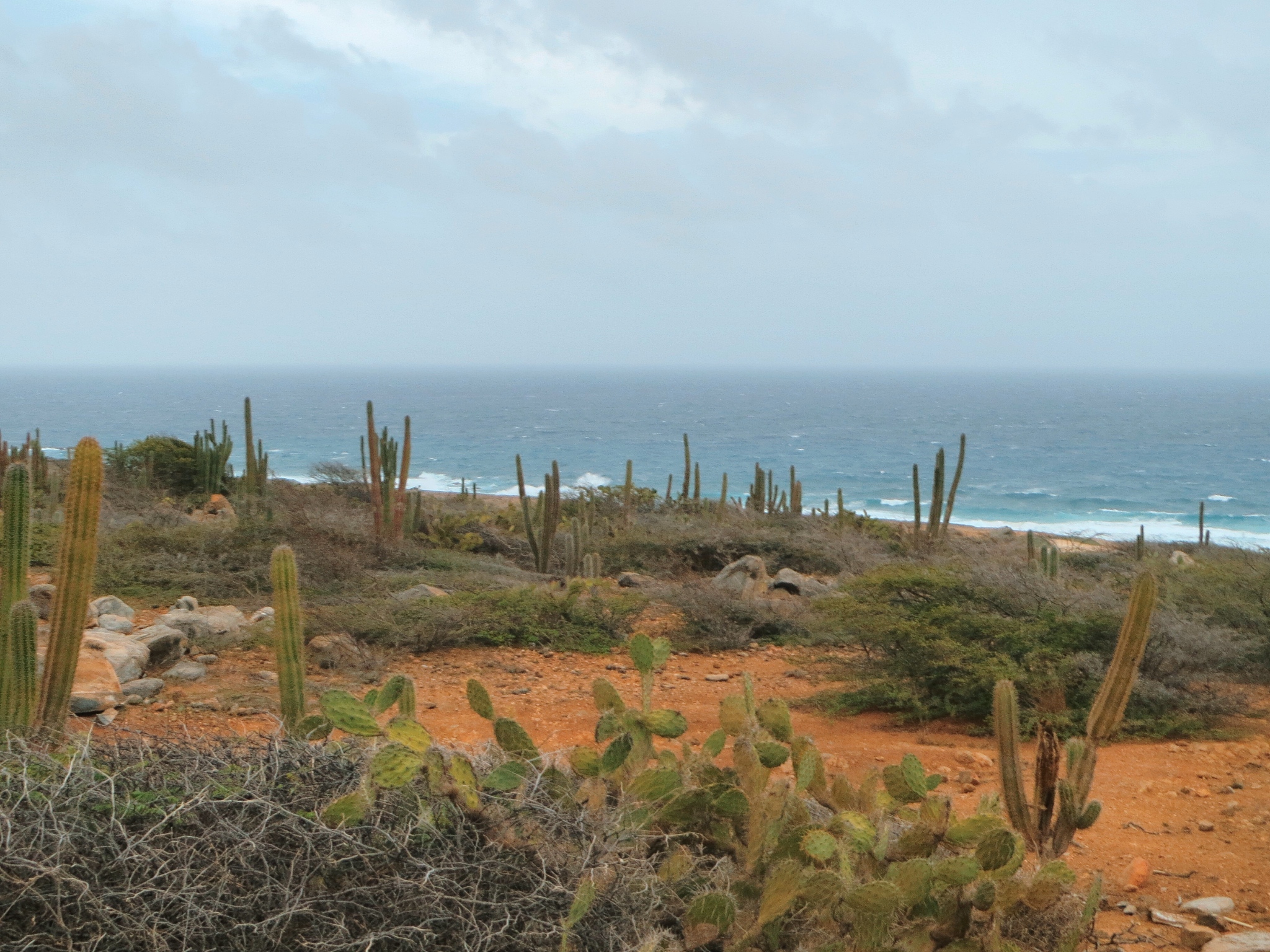 aruba ocean