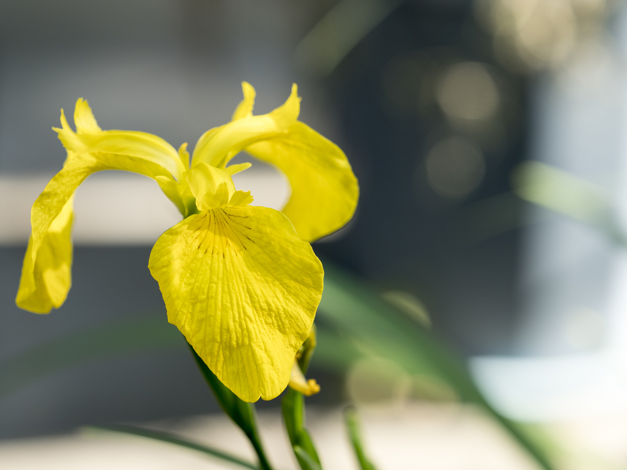 北シニド型：起源、身体的特徴、文化的重要性