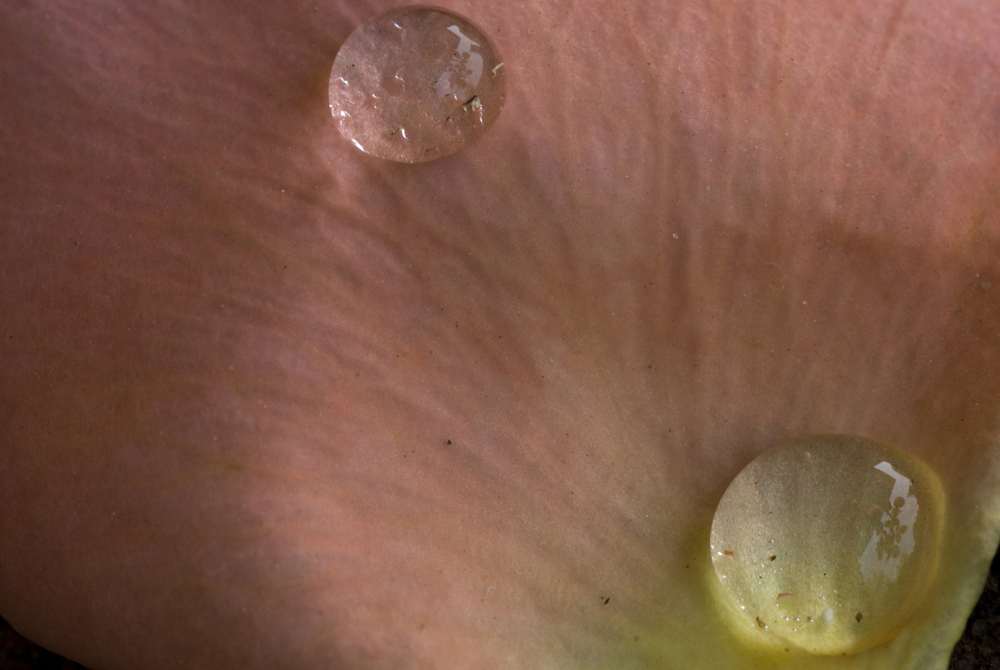 water drops on rose petal, close-up