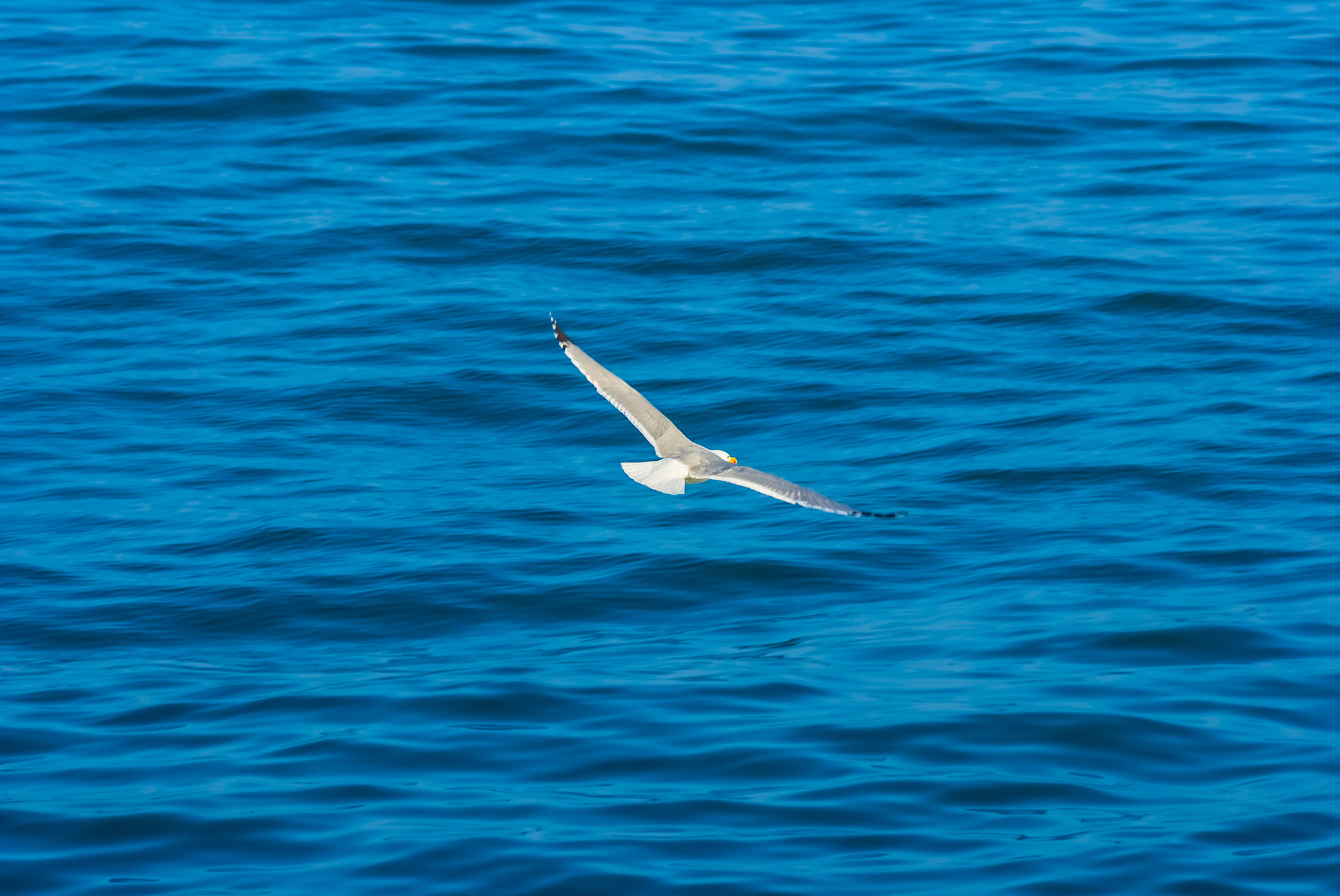 大连海洋学校2021年专业介绍：海洋科学、技术、工程等多个方向