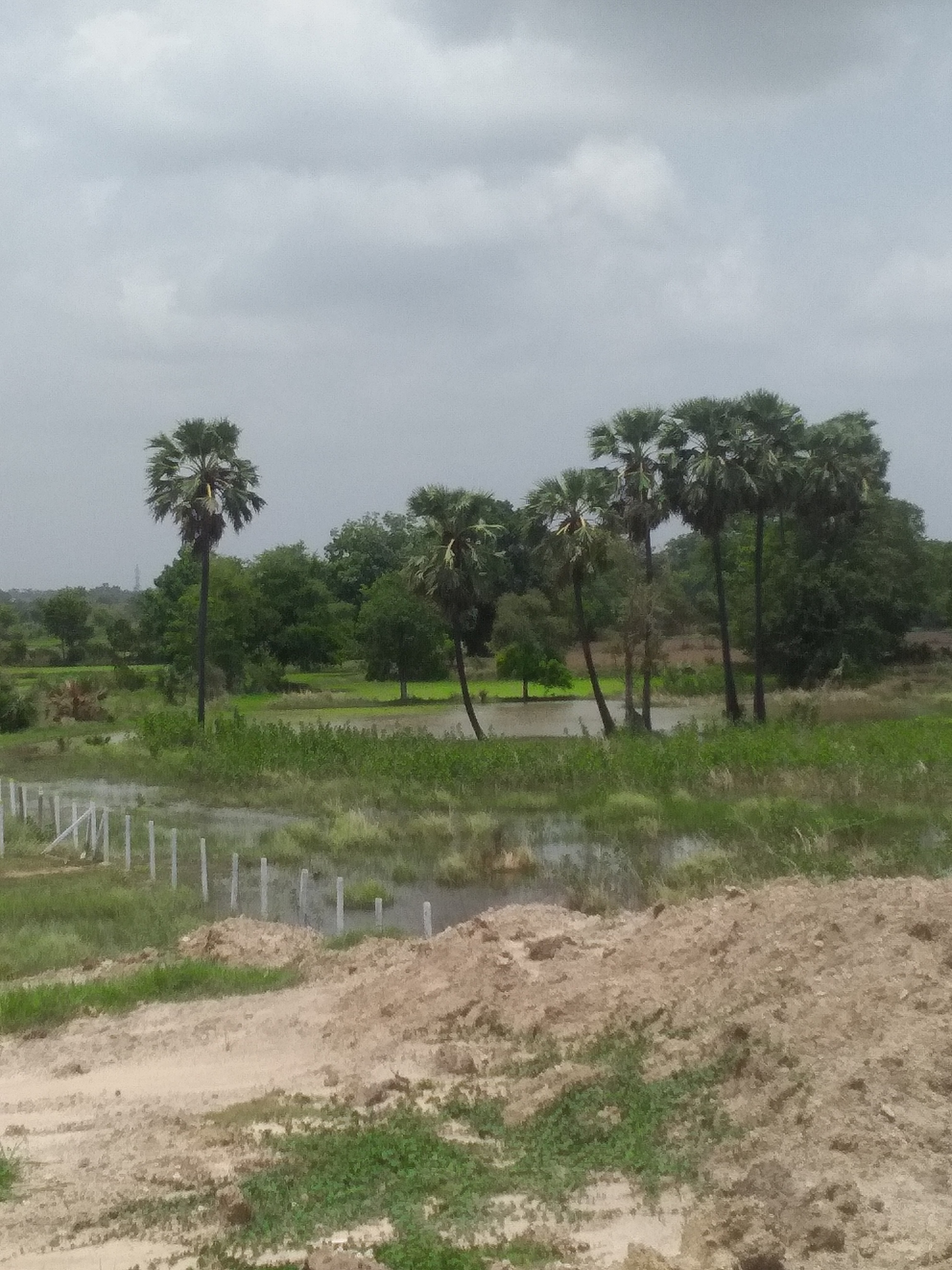 湖北黄冈团风县动植物资源丰富，生态环境优越