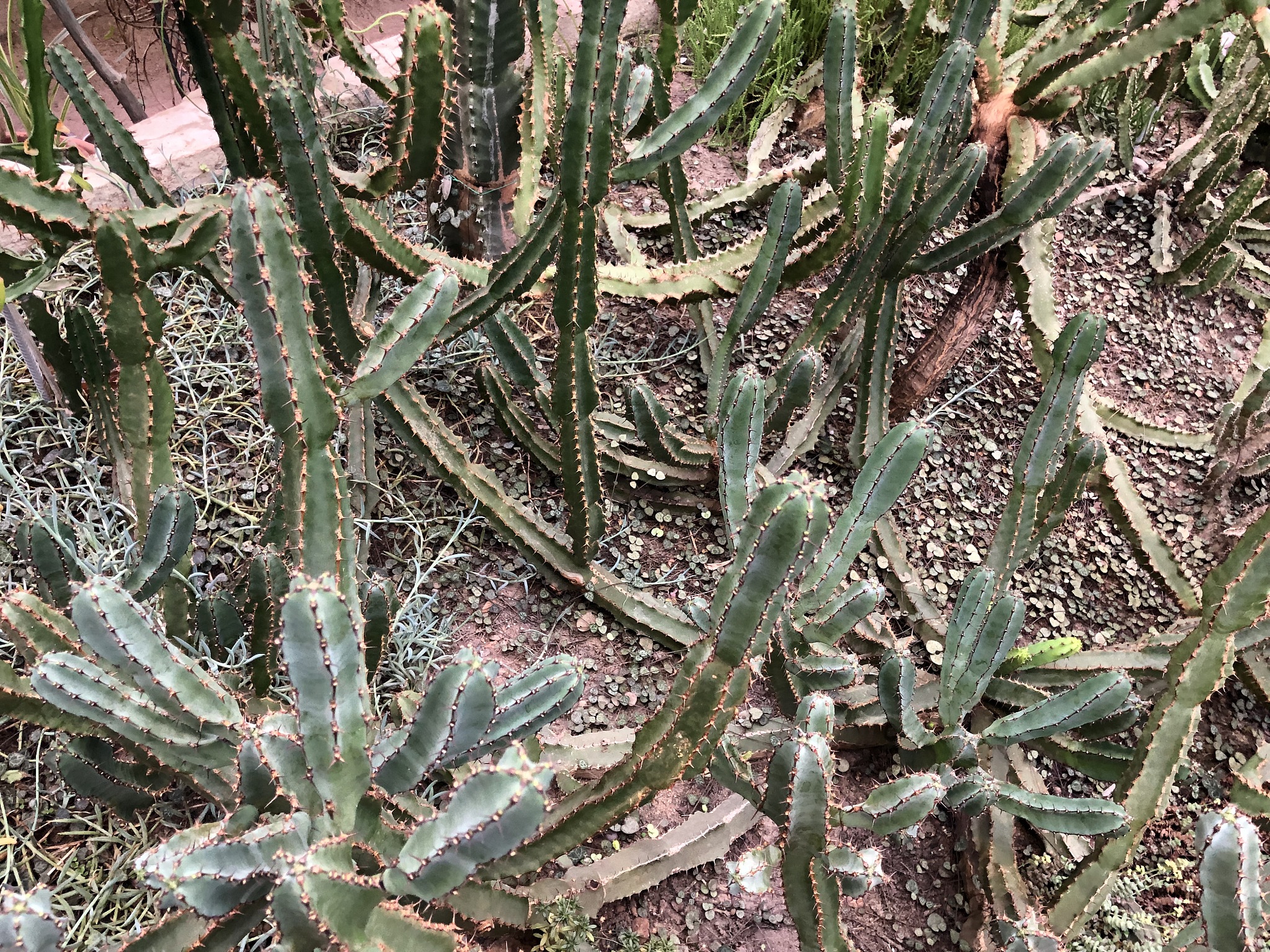 风景园林专业学习什么？课程内容及就业前景