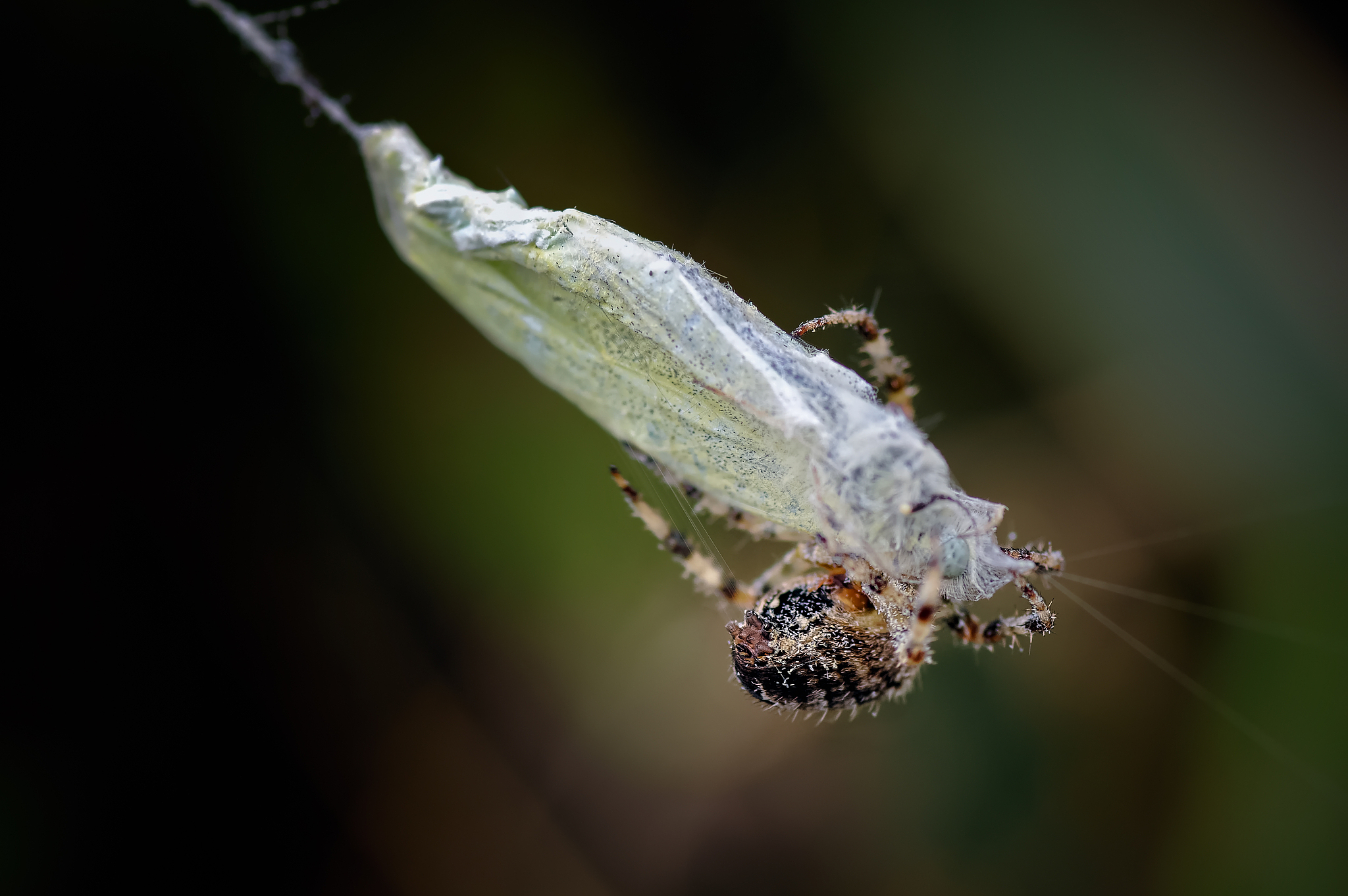 it is a wrap, garden spider with freshly caught white butterfly.