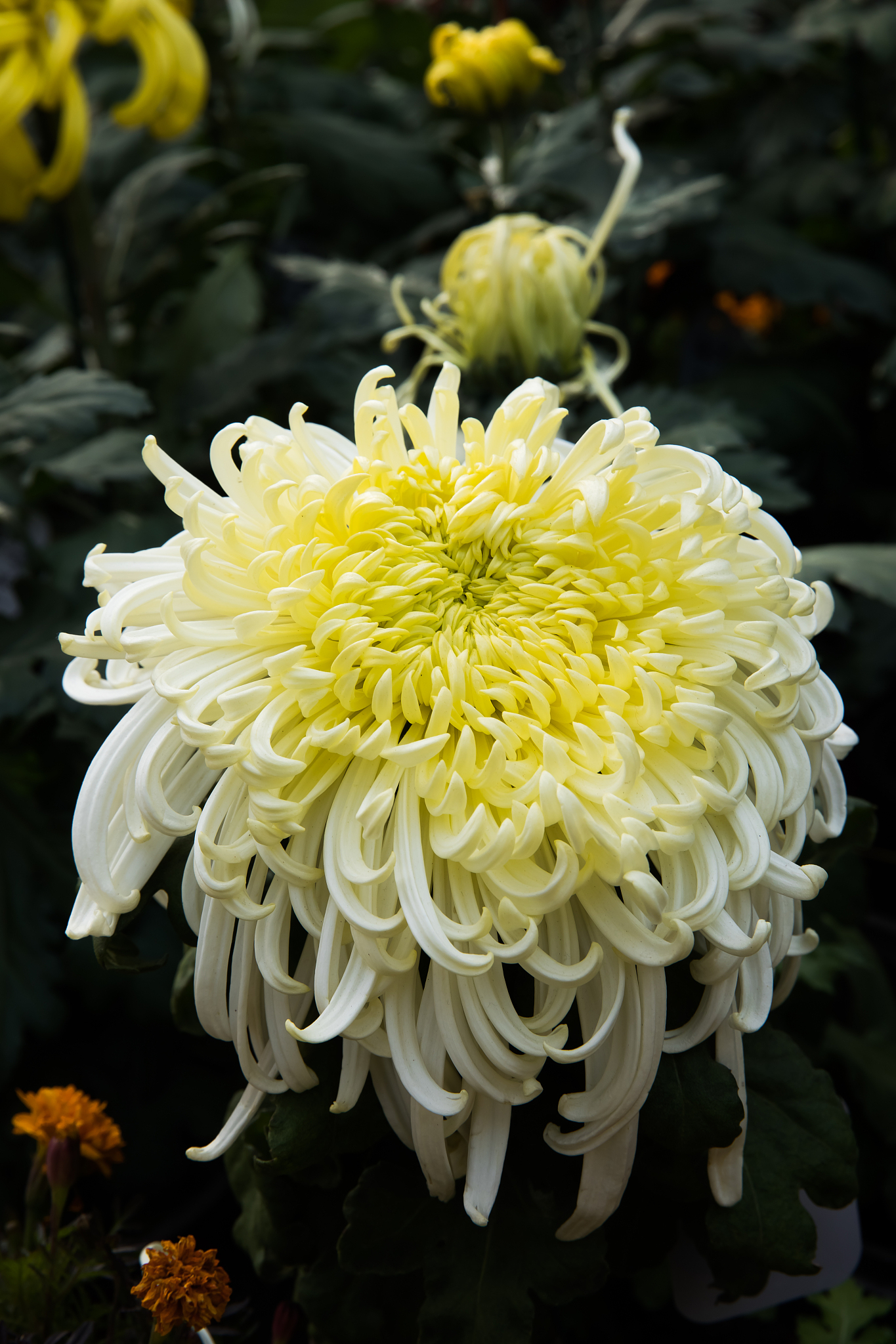 菊花：秋之明珠，傲然高洁，中华文化象征