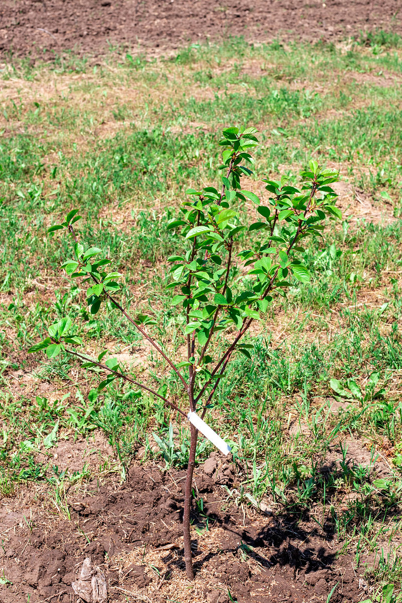 一棵小桃树分段段意
