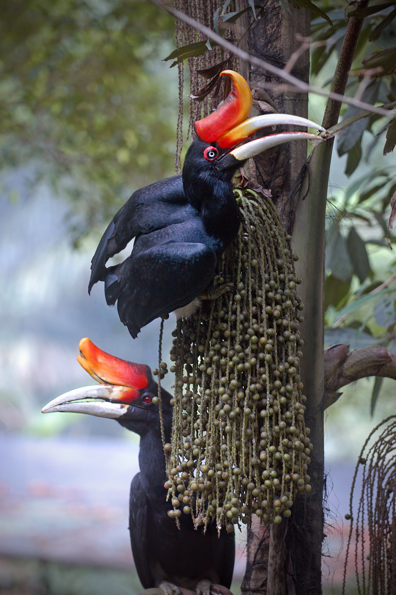 最佳观鸟地点：印尼中苏拉威西林度湖红顶凤头鹃观赏指南