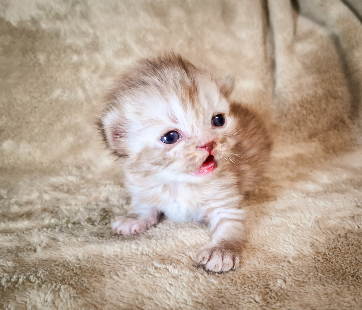 小猫布丁想给主人起个名字！