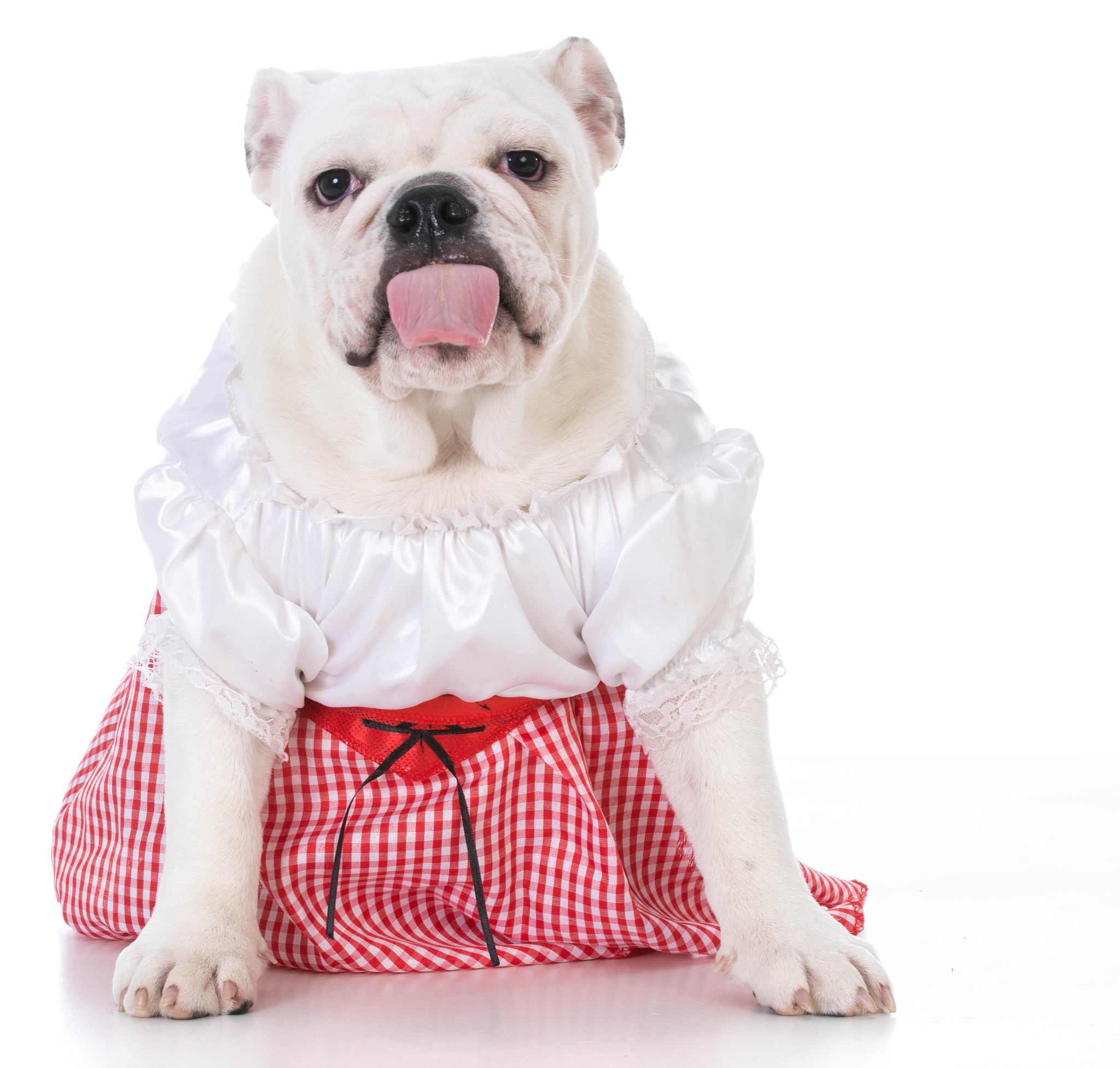 以如果你的宠物突然开启灵智会说话了会怎样？为题重新编写标题写一篇1100字文章