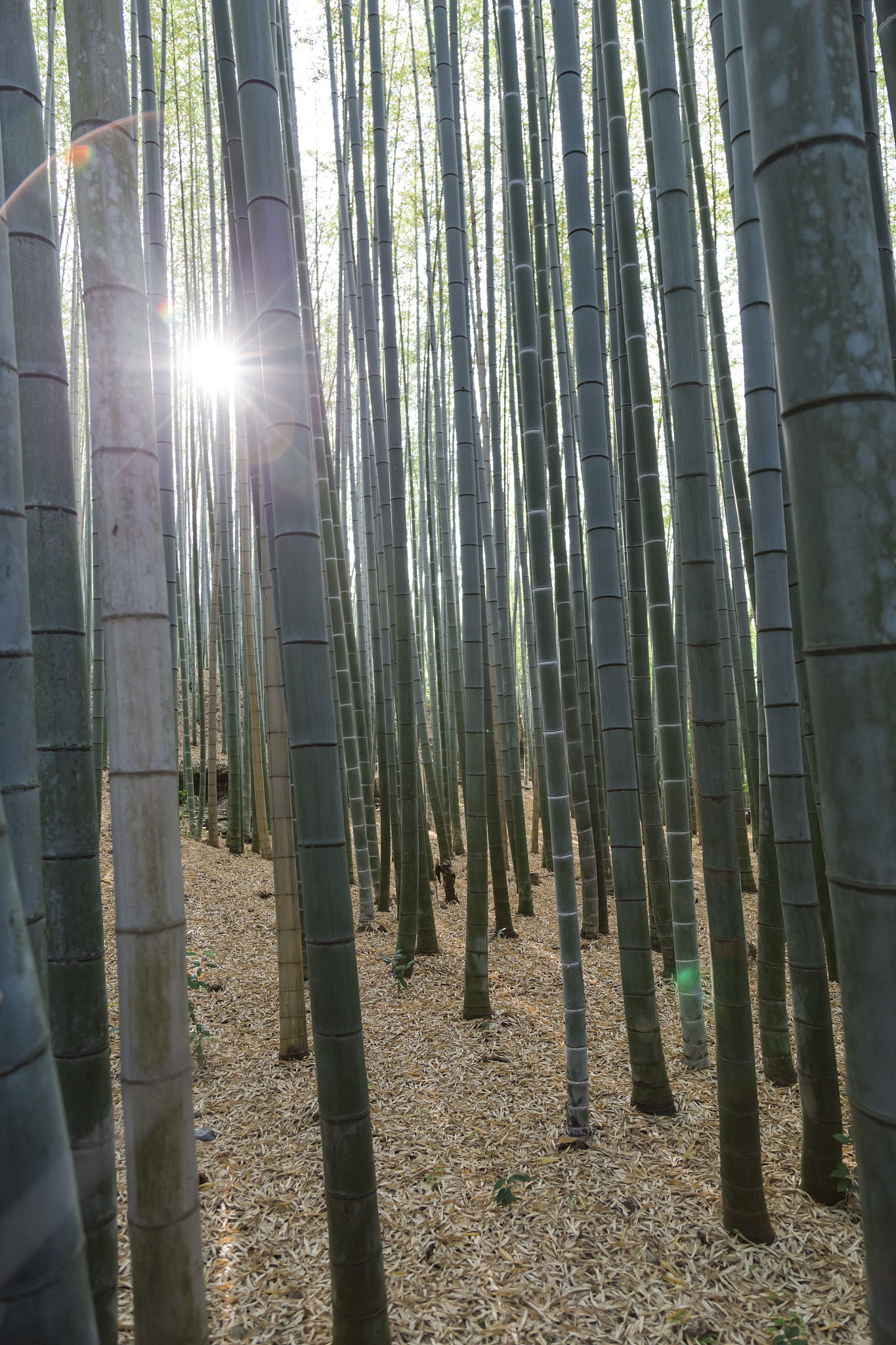 bamboo forest