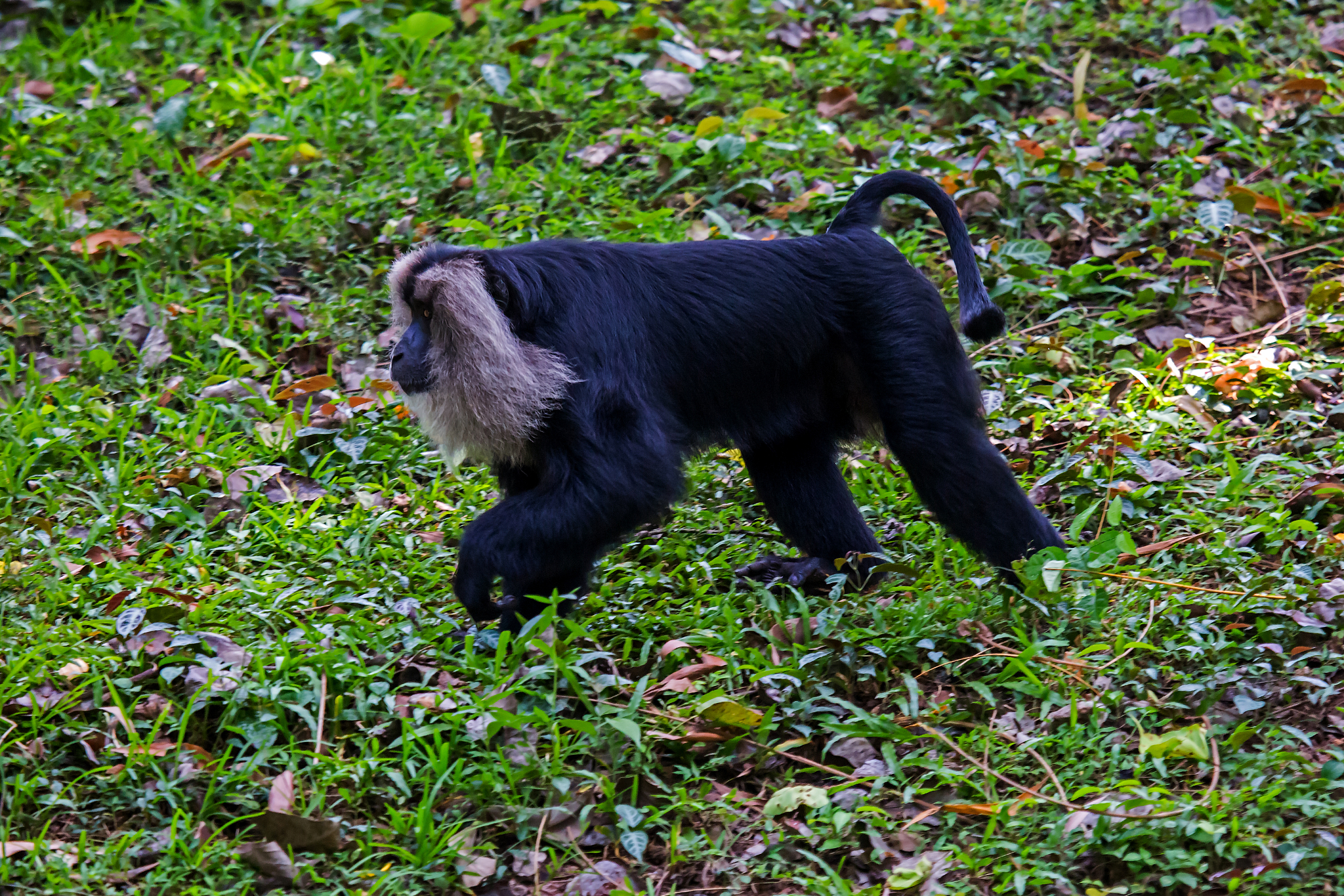 lion-tailed macaque (macaca silenus)