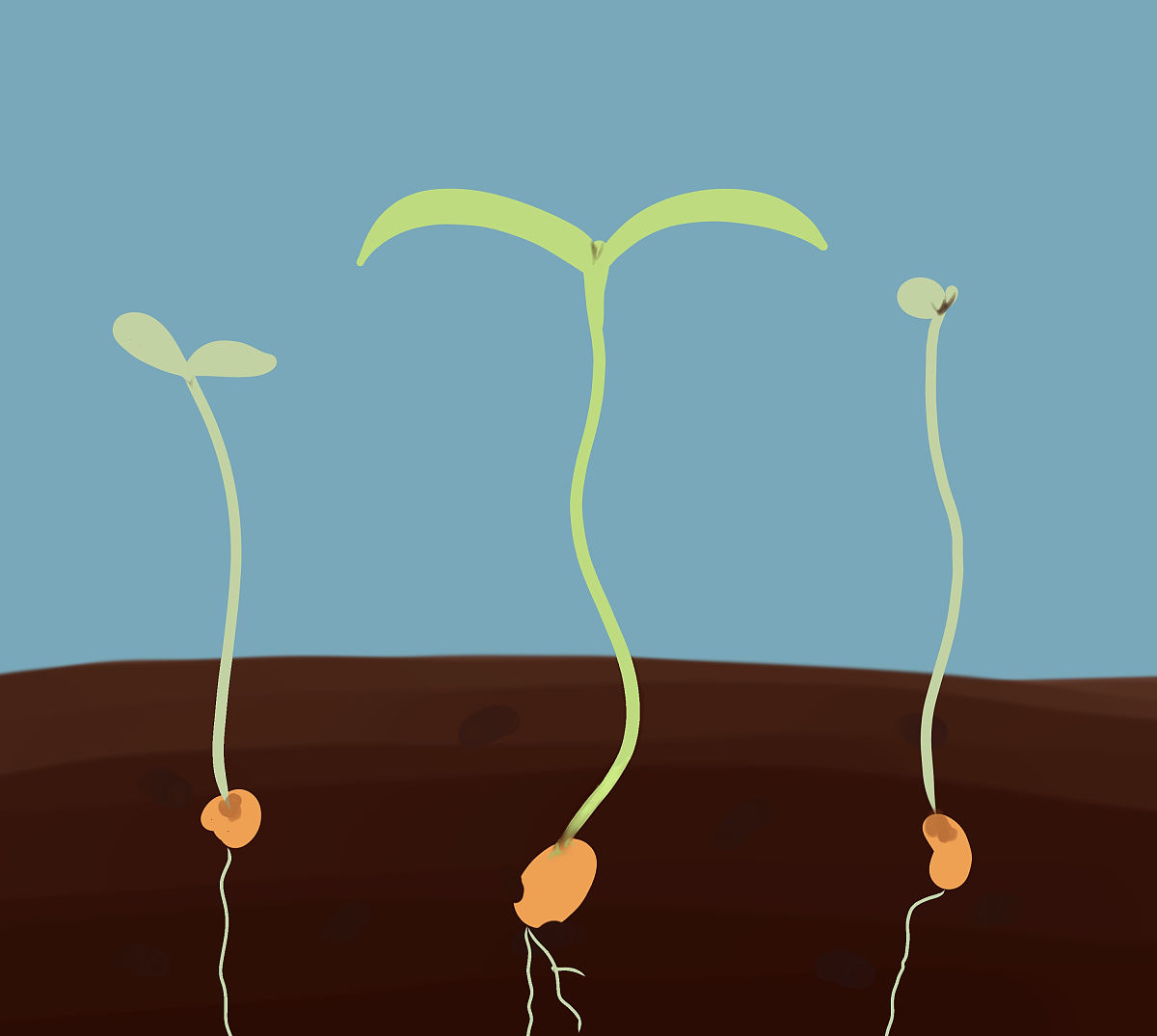 胚乳内有机物在种子萌发后先减少后增加？