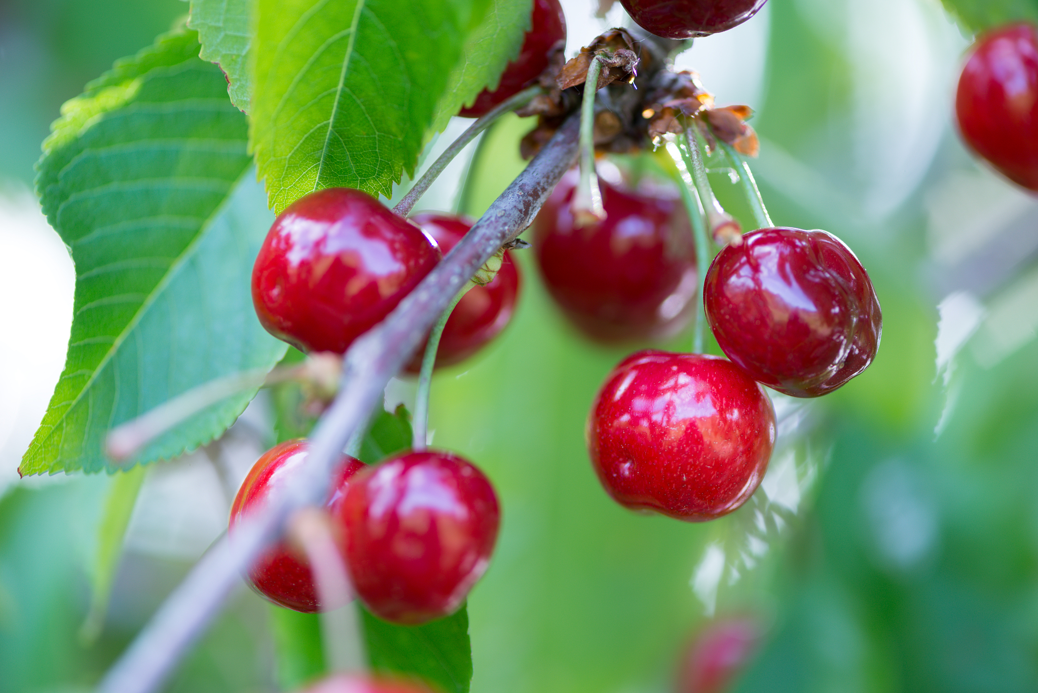 cherries on the tree
