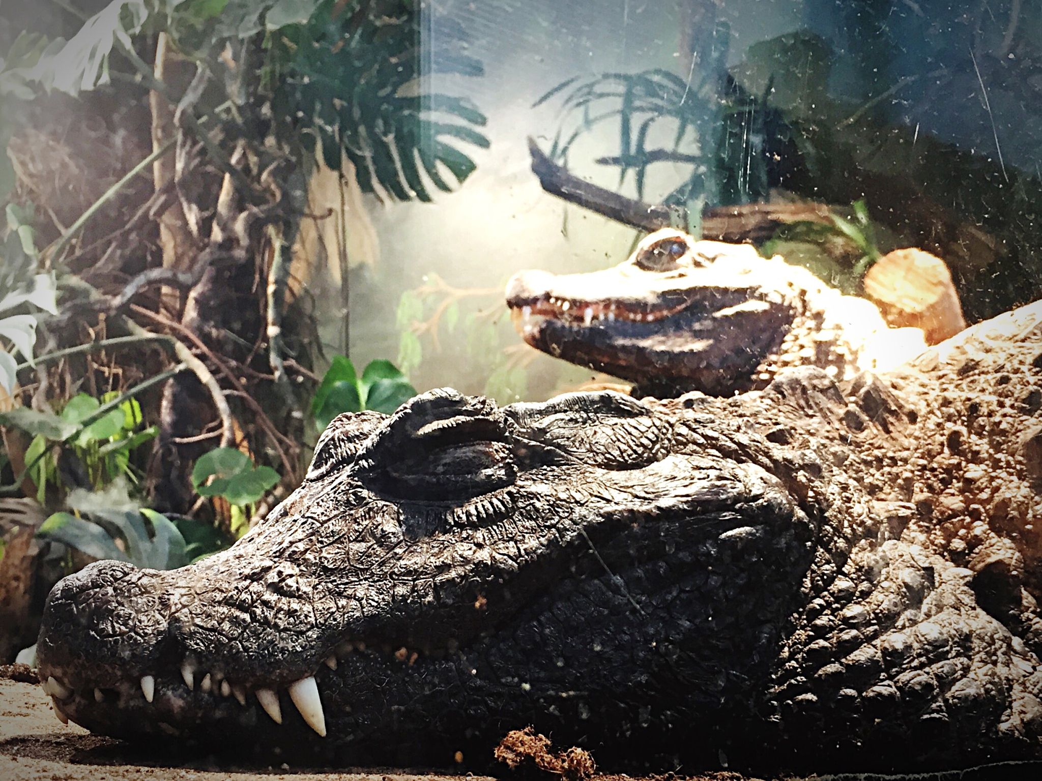 crocodiles on field