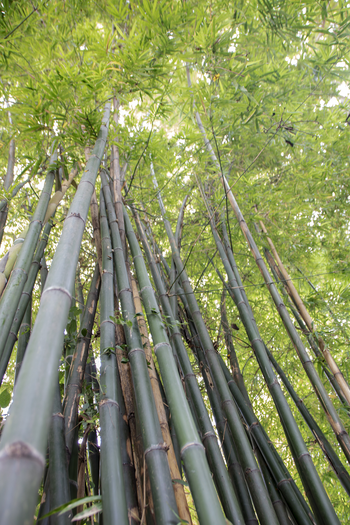bamboo plants
