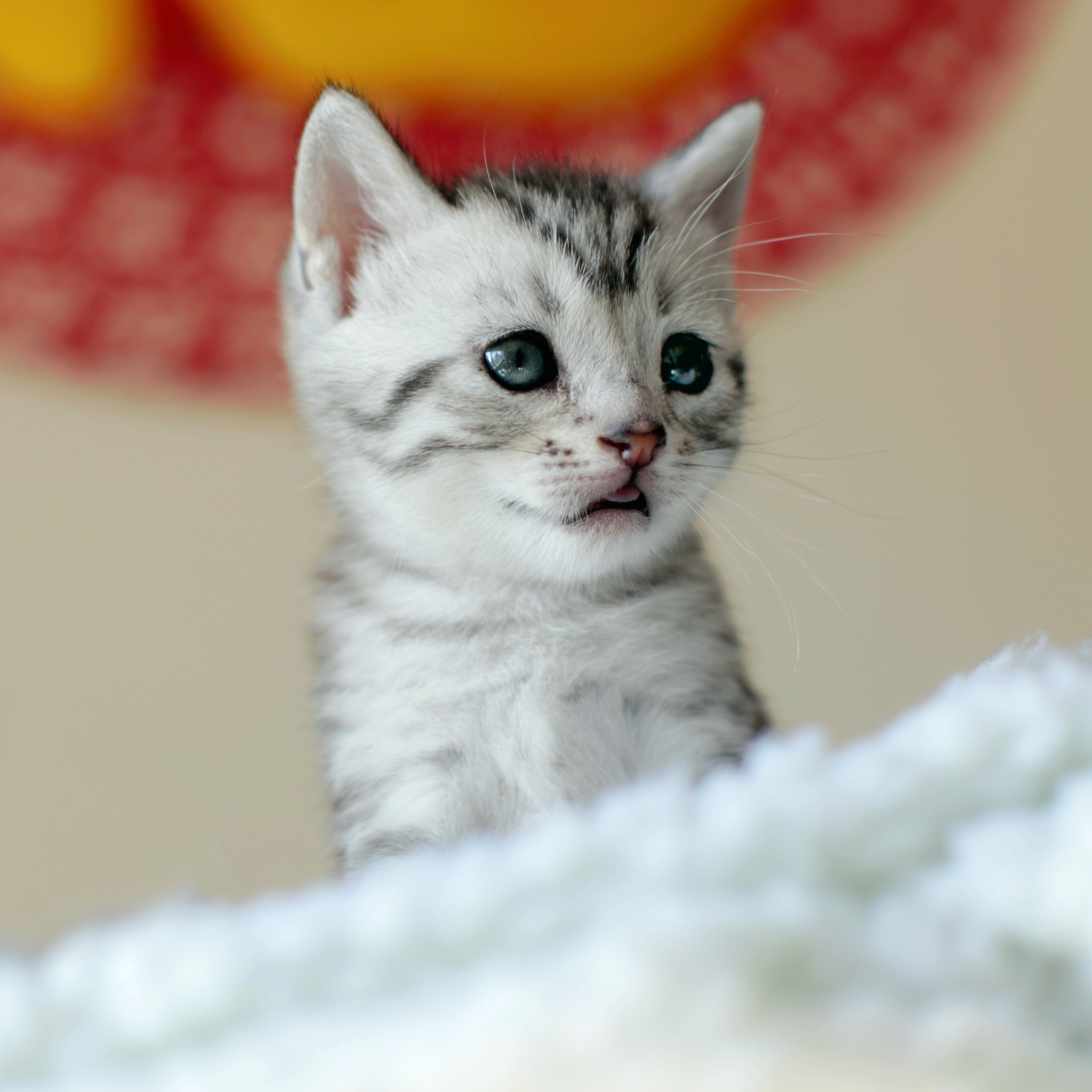 折耳猫真的有先天疾病吗？专业兽医为你解答