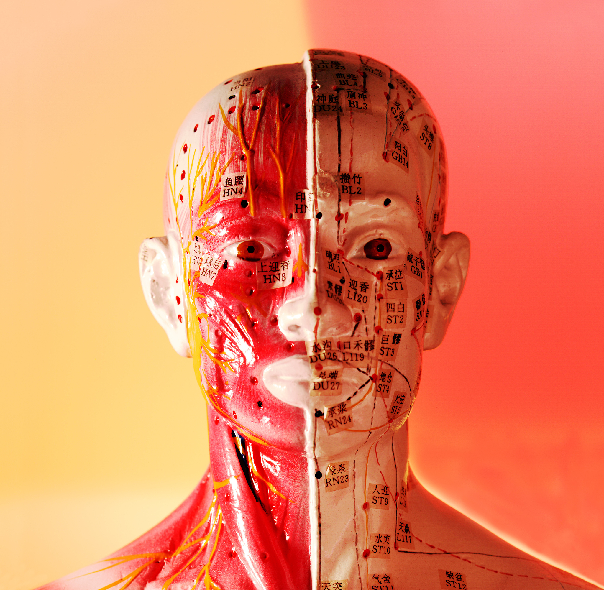 acupuncture dummy