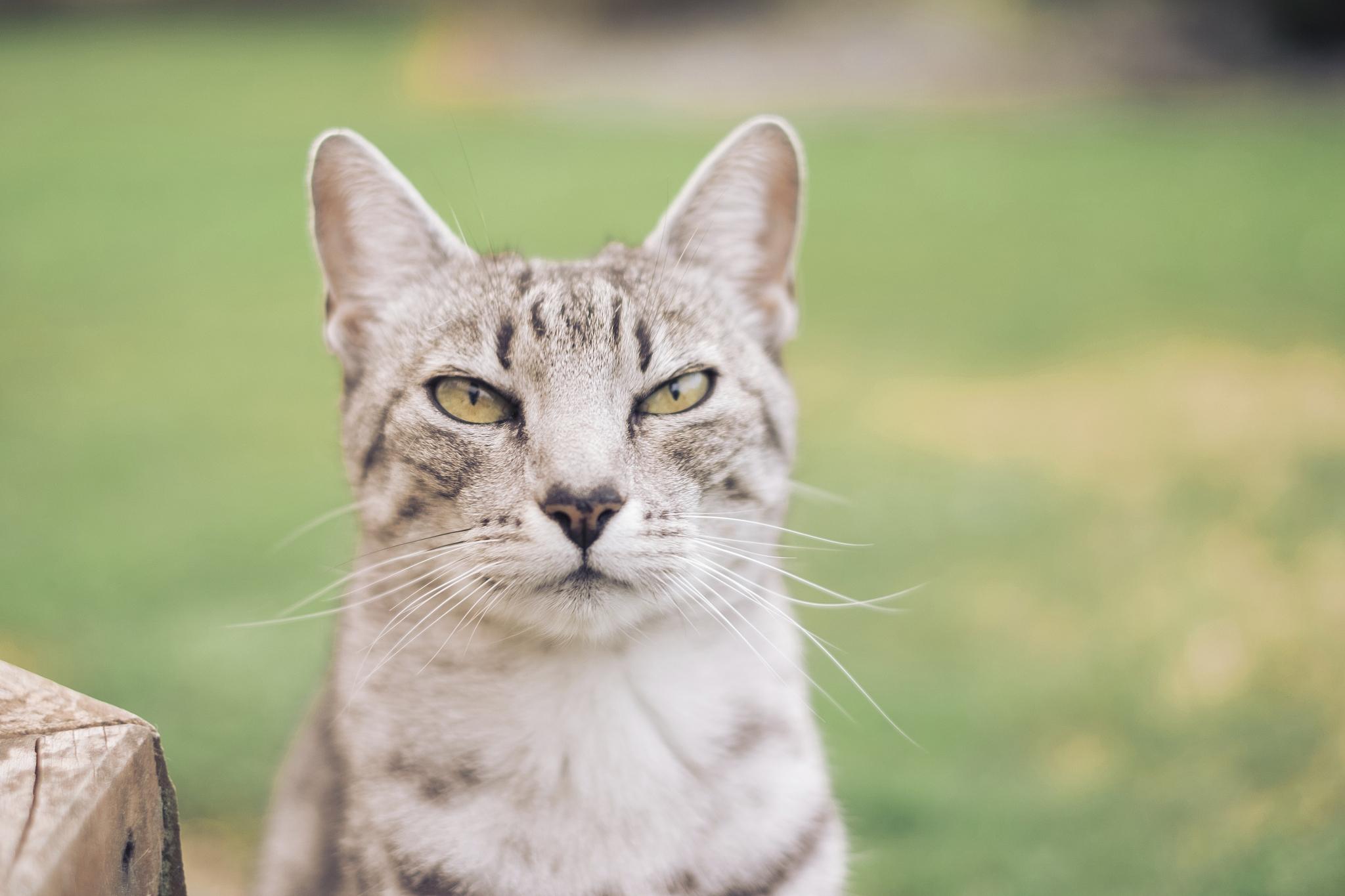 closeup of grey and white spotted domestic cat outside