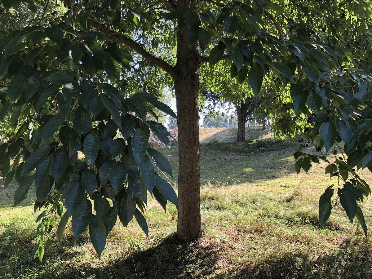 番茄冠层体积计算公式及方法