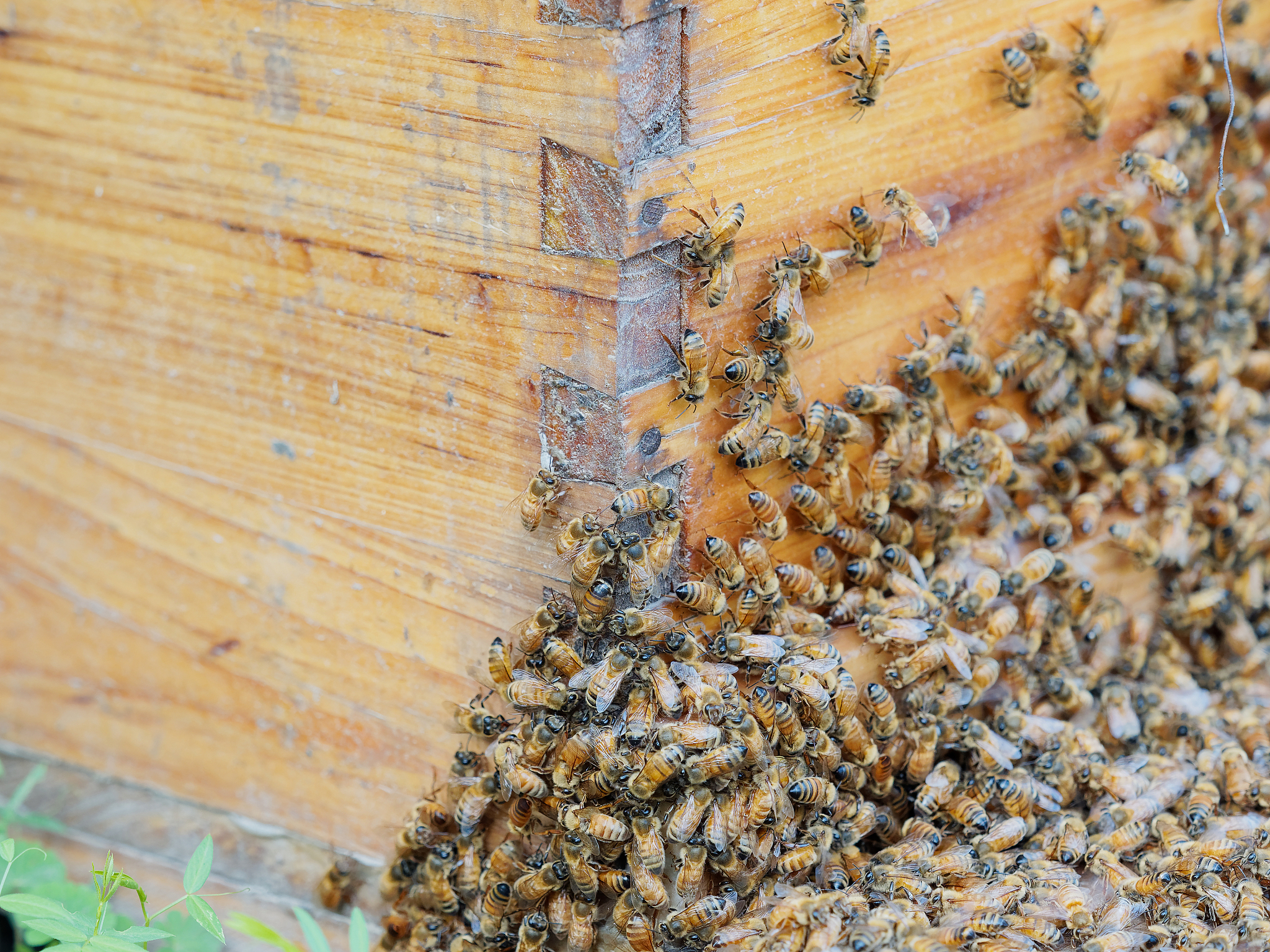 plenty of bees at the entrance of beehive in apiary. busy bees, 