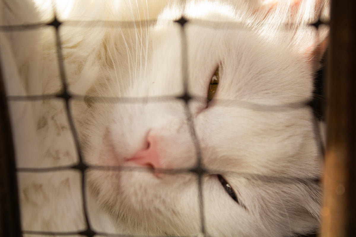 扮演猫咪：与我互动，体验猫猫日常！