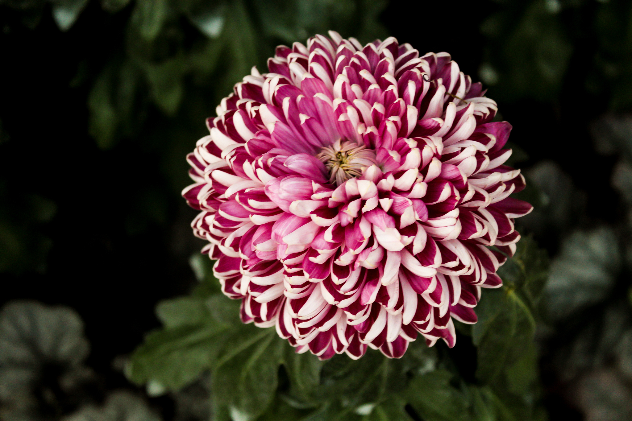 植物呼吸消耗的能量的占比翻译