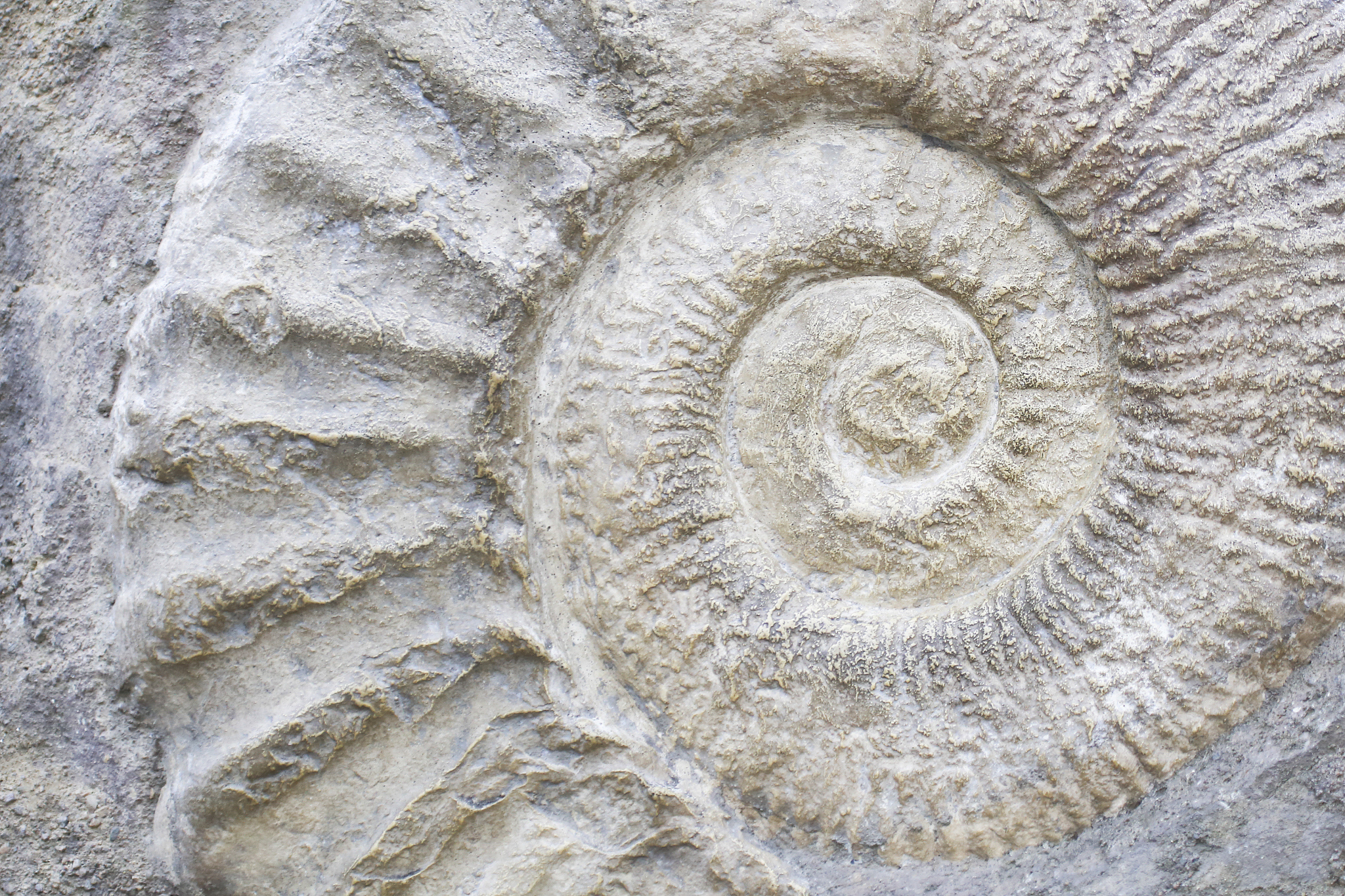 nautilus fossil