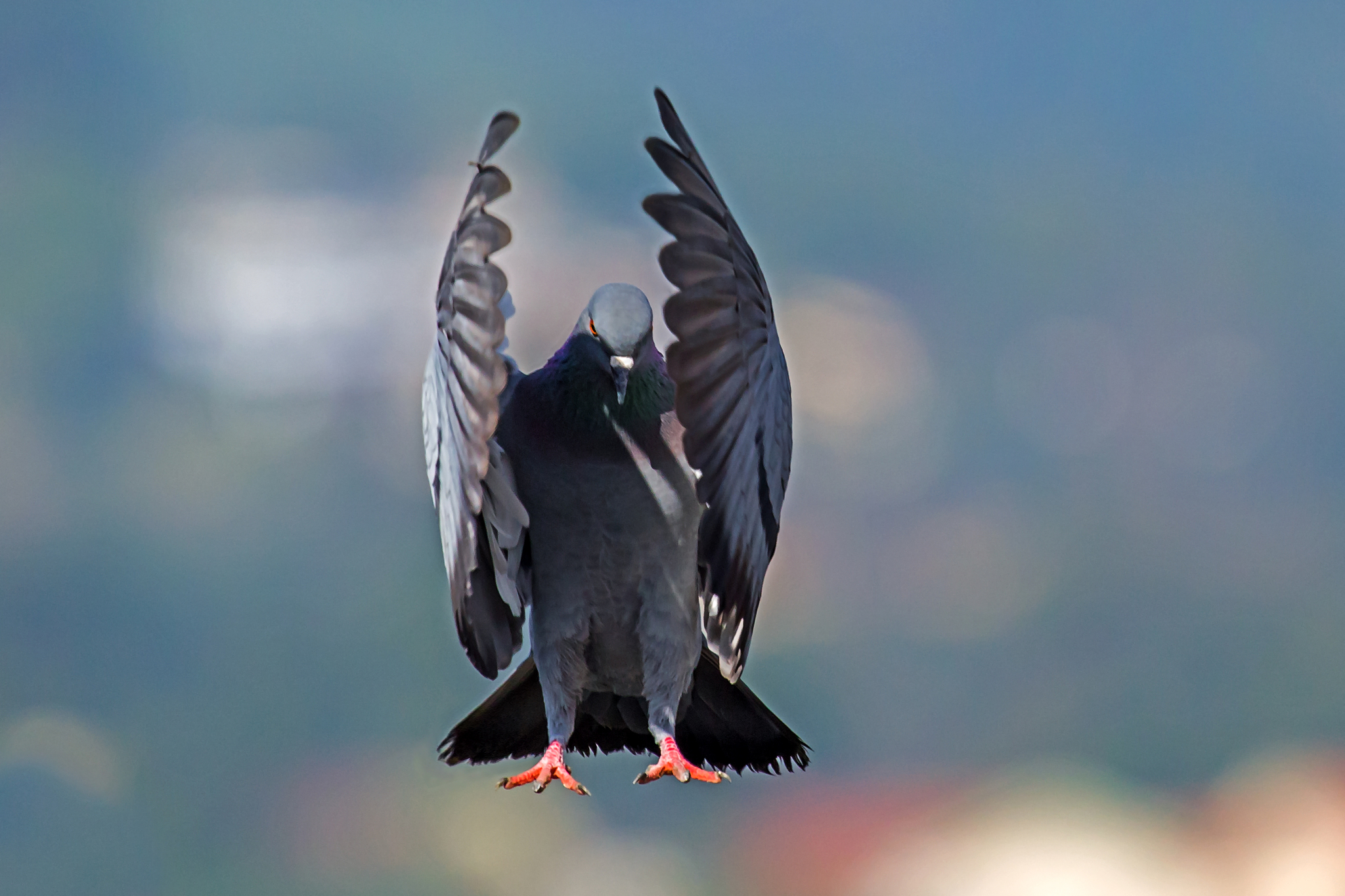 pigeon flying