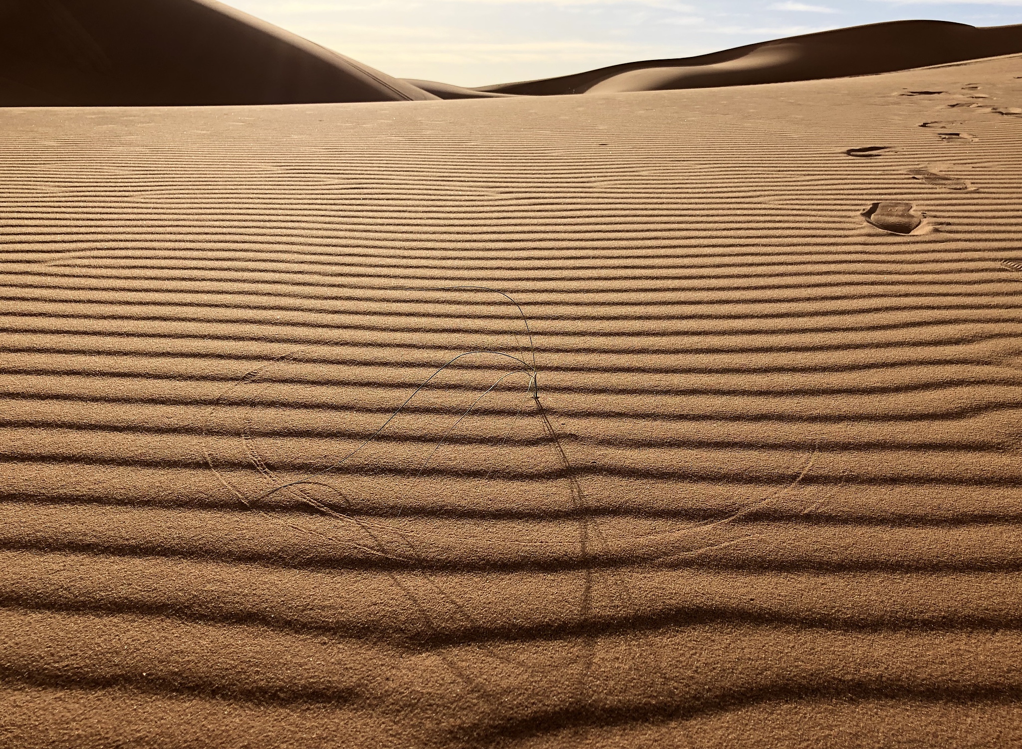 desert plant drawing circles in sand