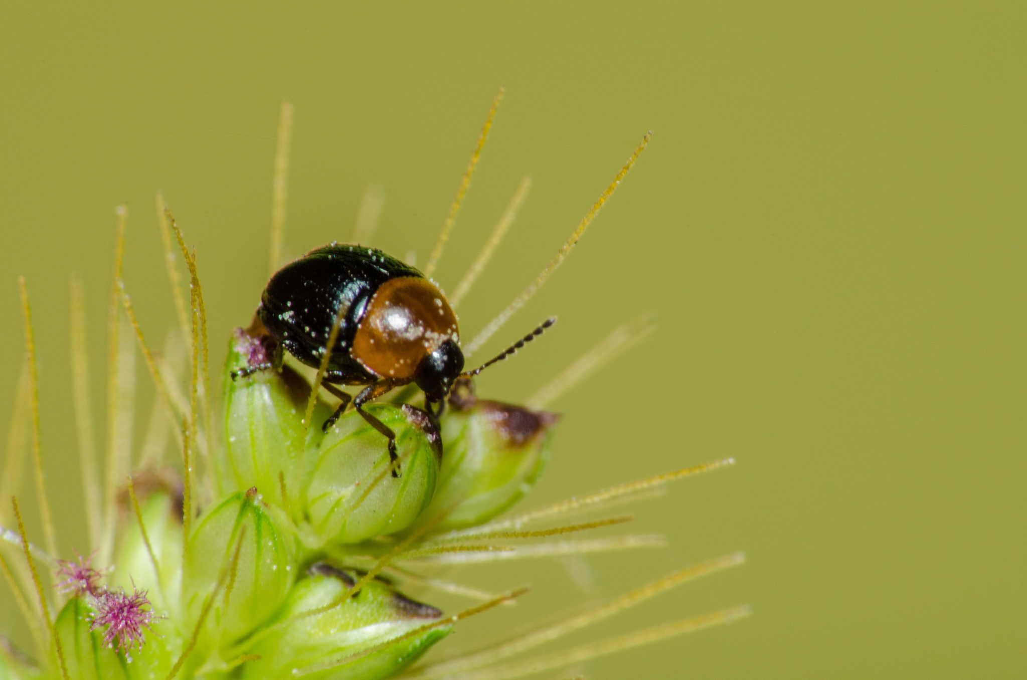 beautiful and mysterious macro world