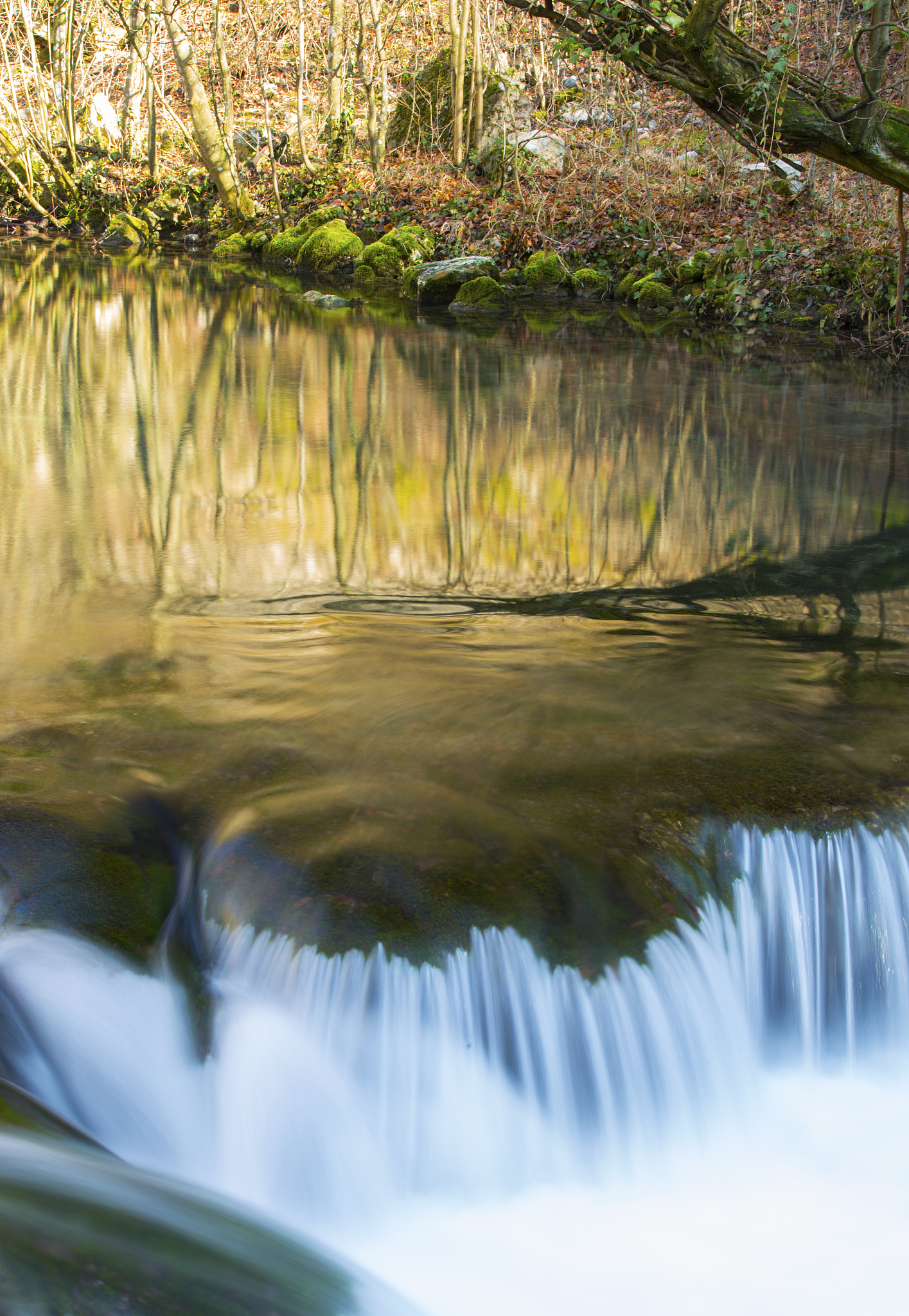 beautiful stream in the forest