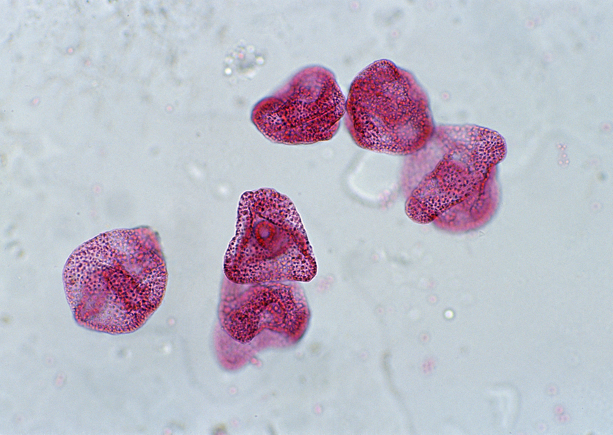 如何检测foxp3蛋白