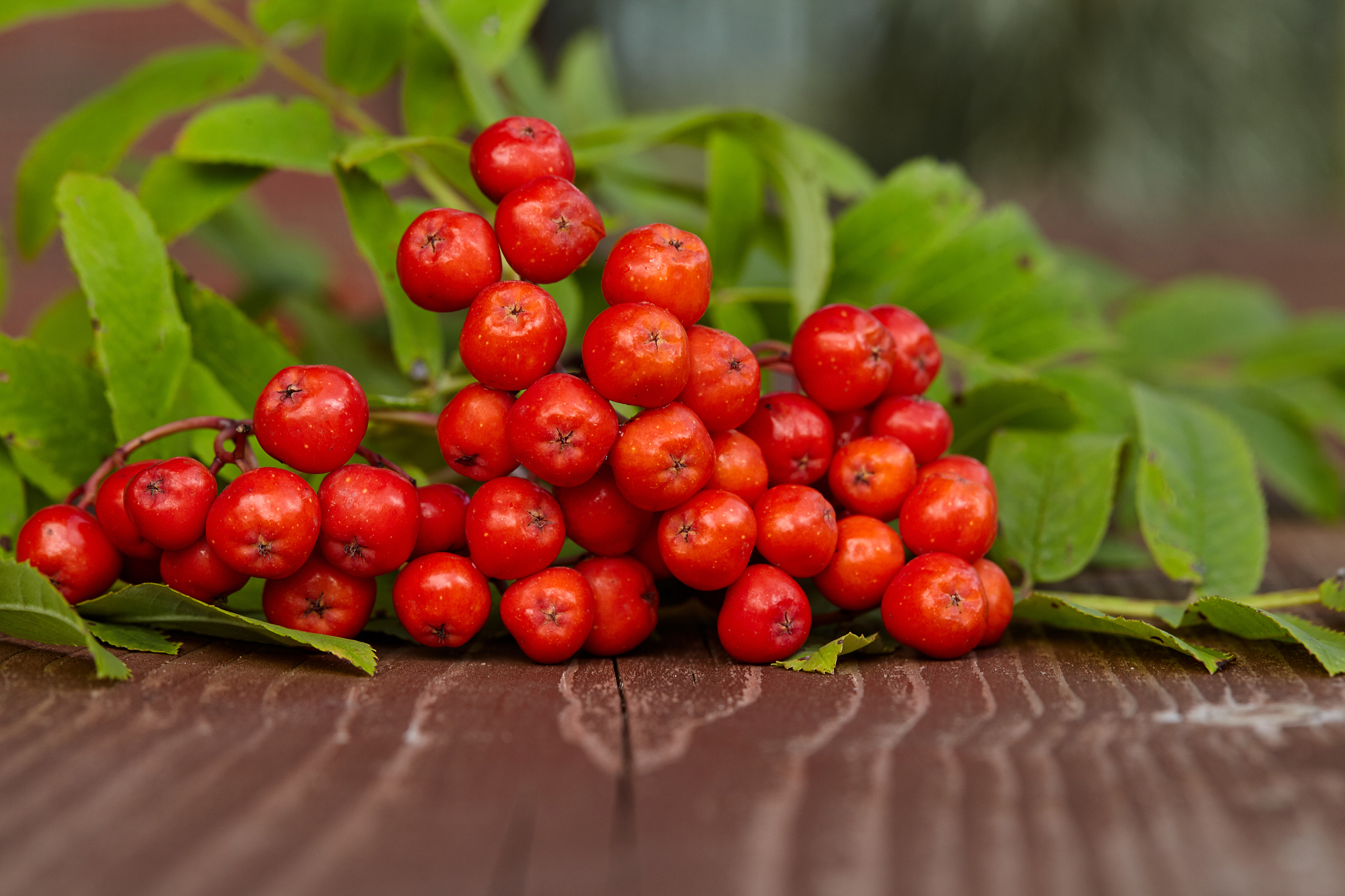 appetizing red berries