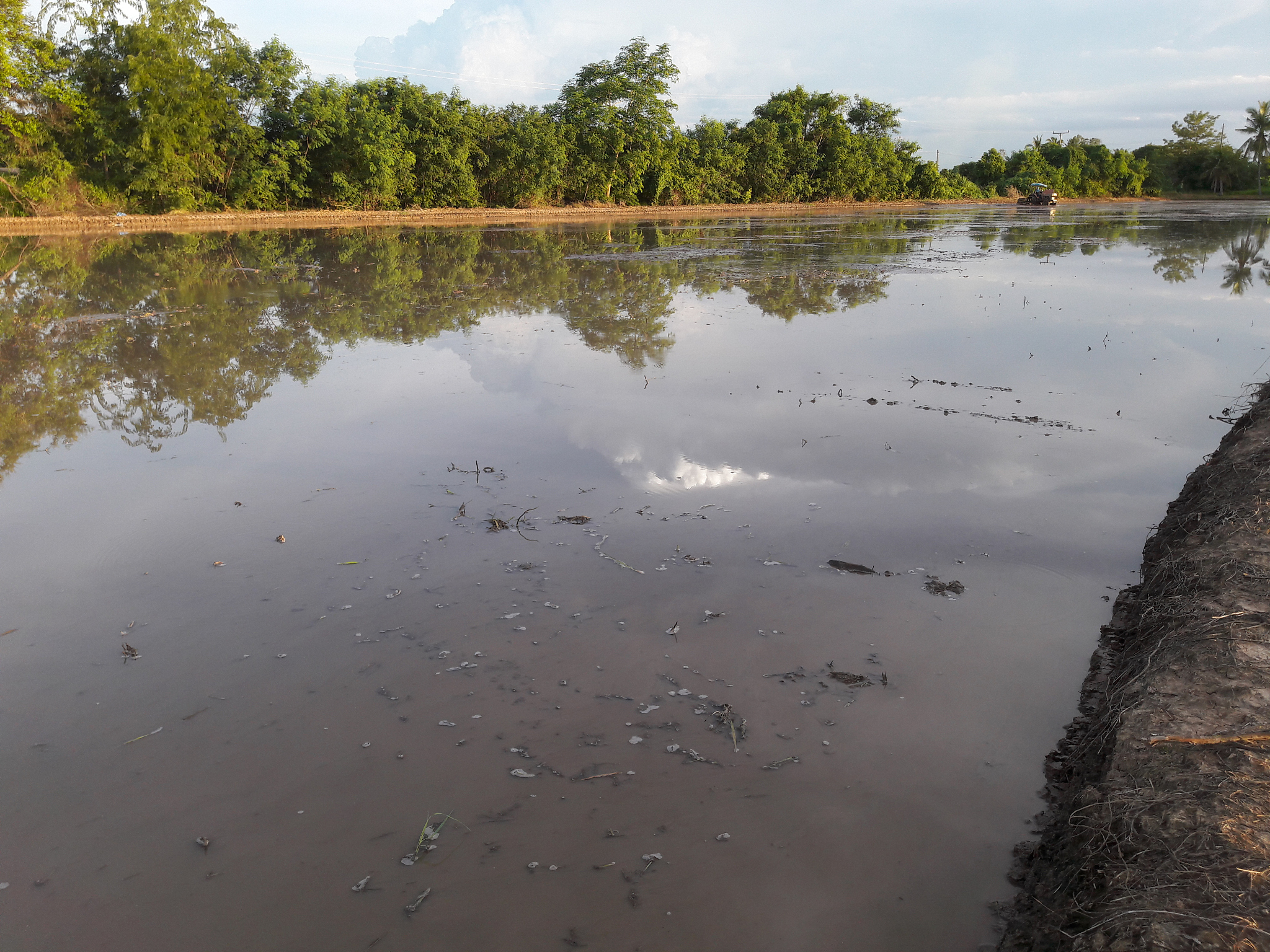 小龙虾入侵史：从美国南部到餐桌，它经历了什么？