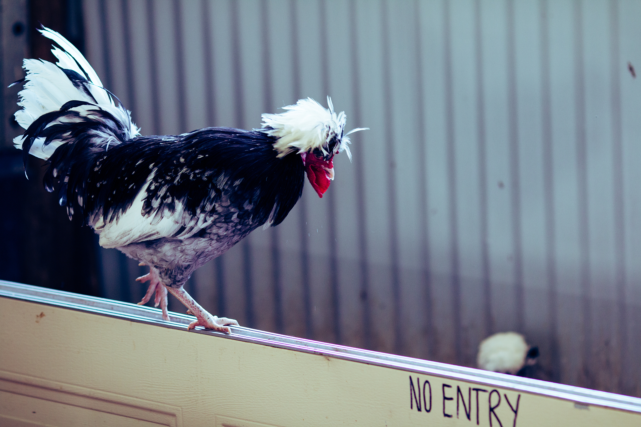 chicken