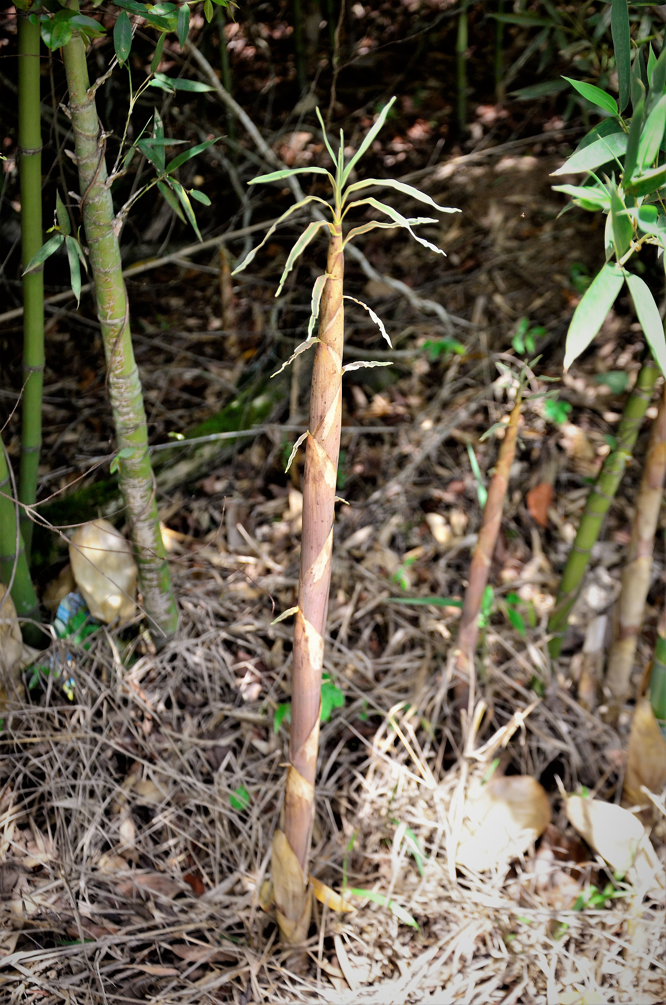 竹茹：天然药库，用途广泛