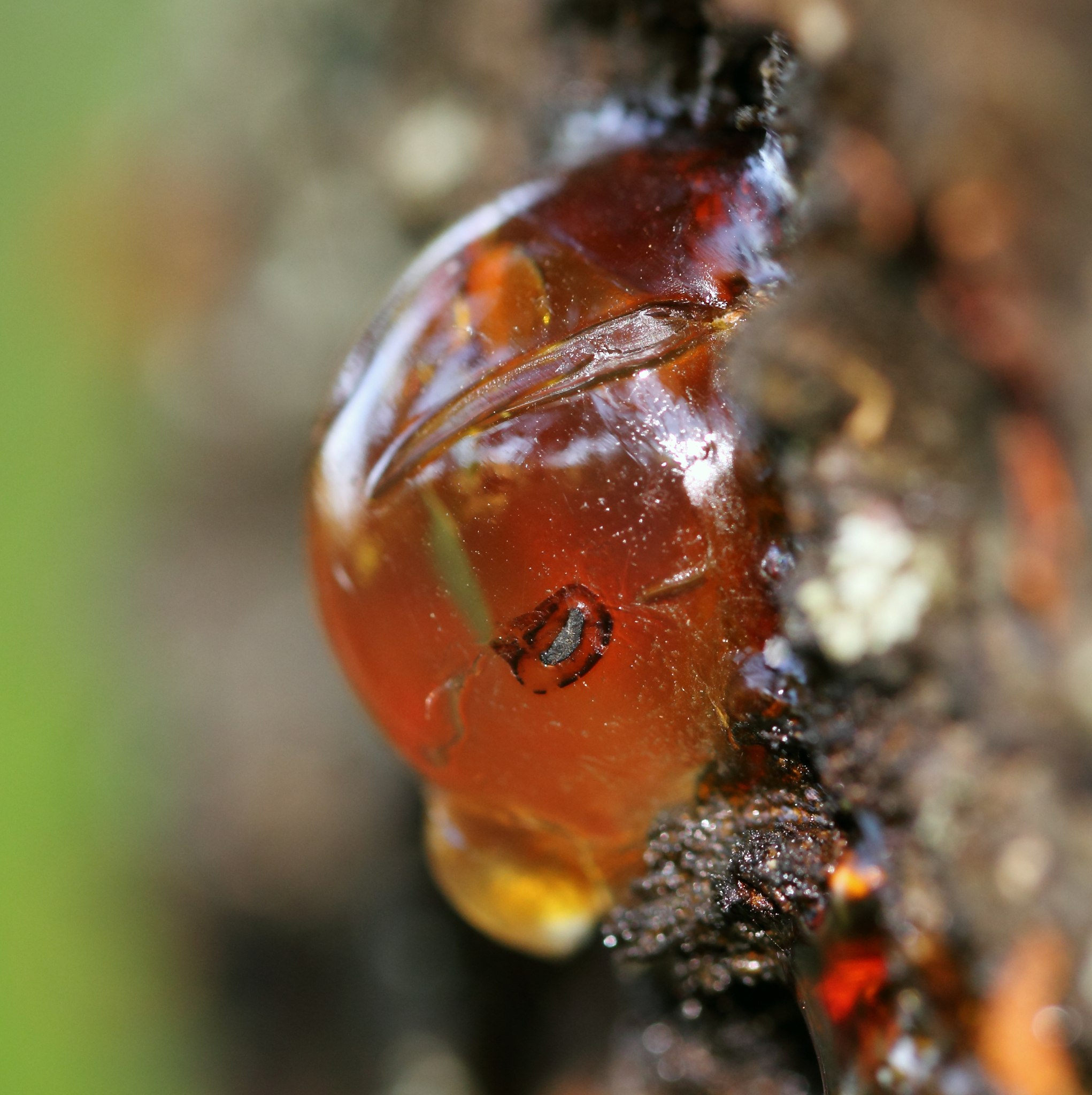 a macro close up view of yellow cherry resin on the cherry tree 