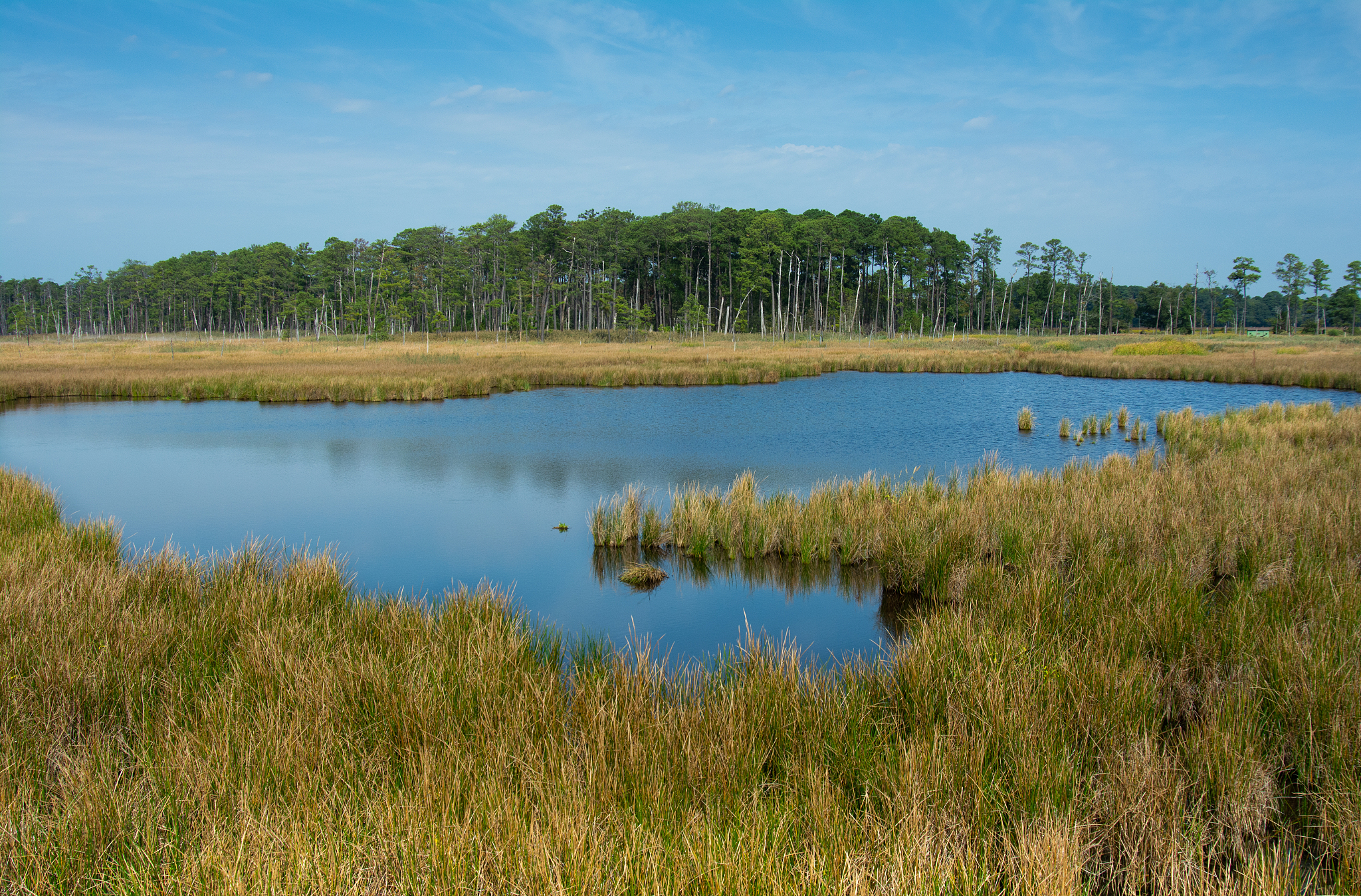 野生动物保护网站：选题背景与意义 | 守护自然，共建和谐