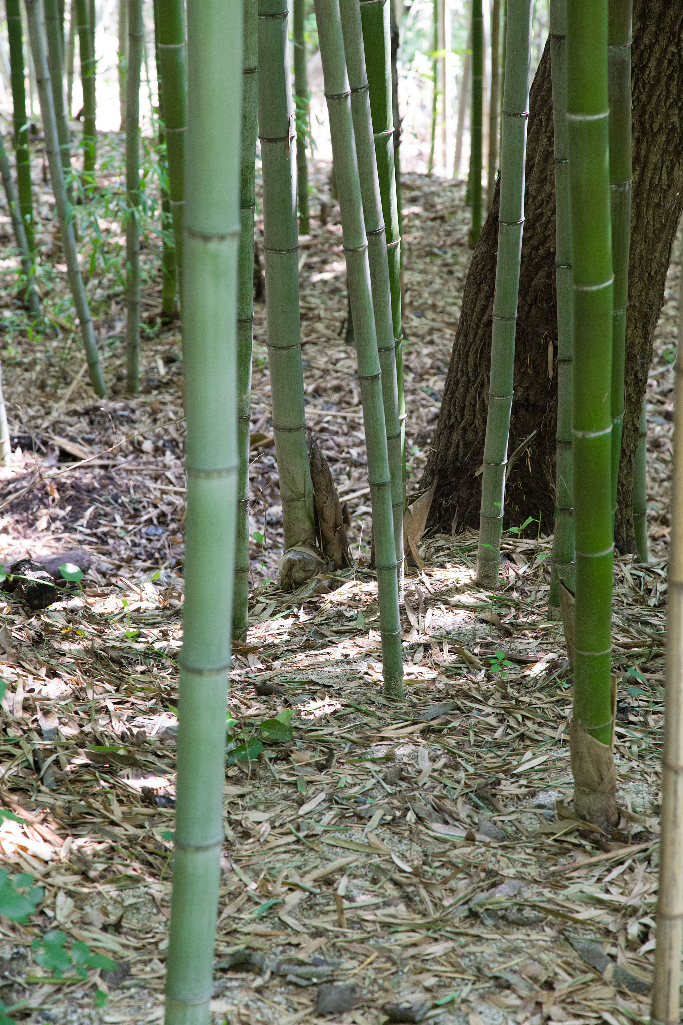 bamboo trees