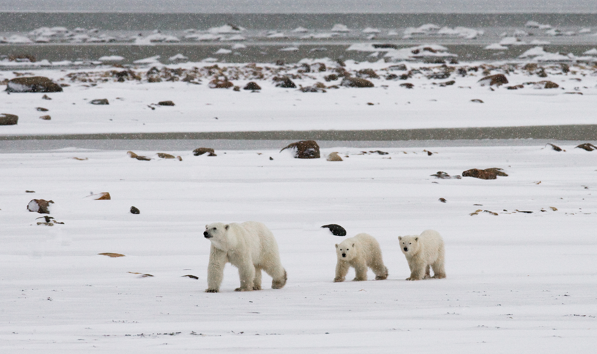 动物与气候变化：生存环境的挑战