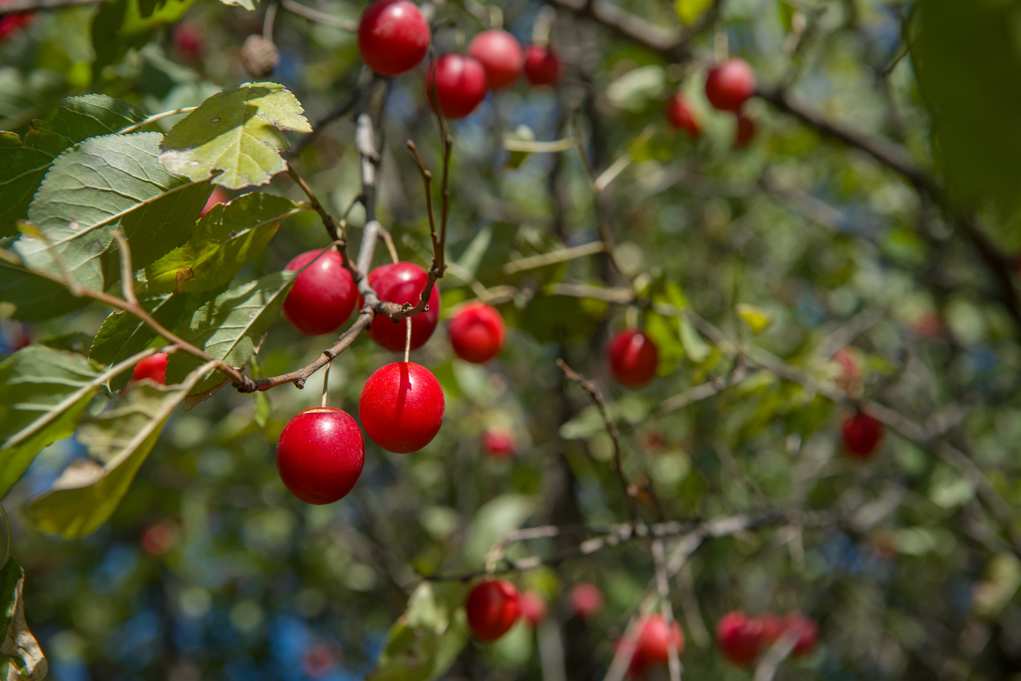 red wild pulm on the branch.