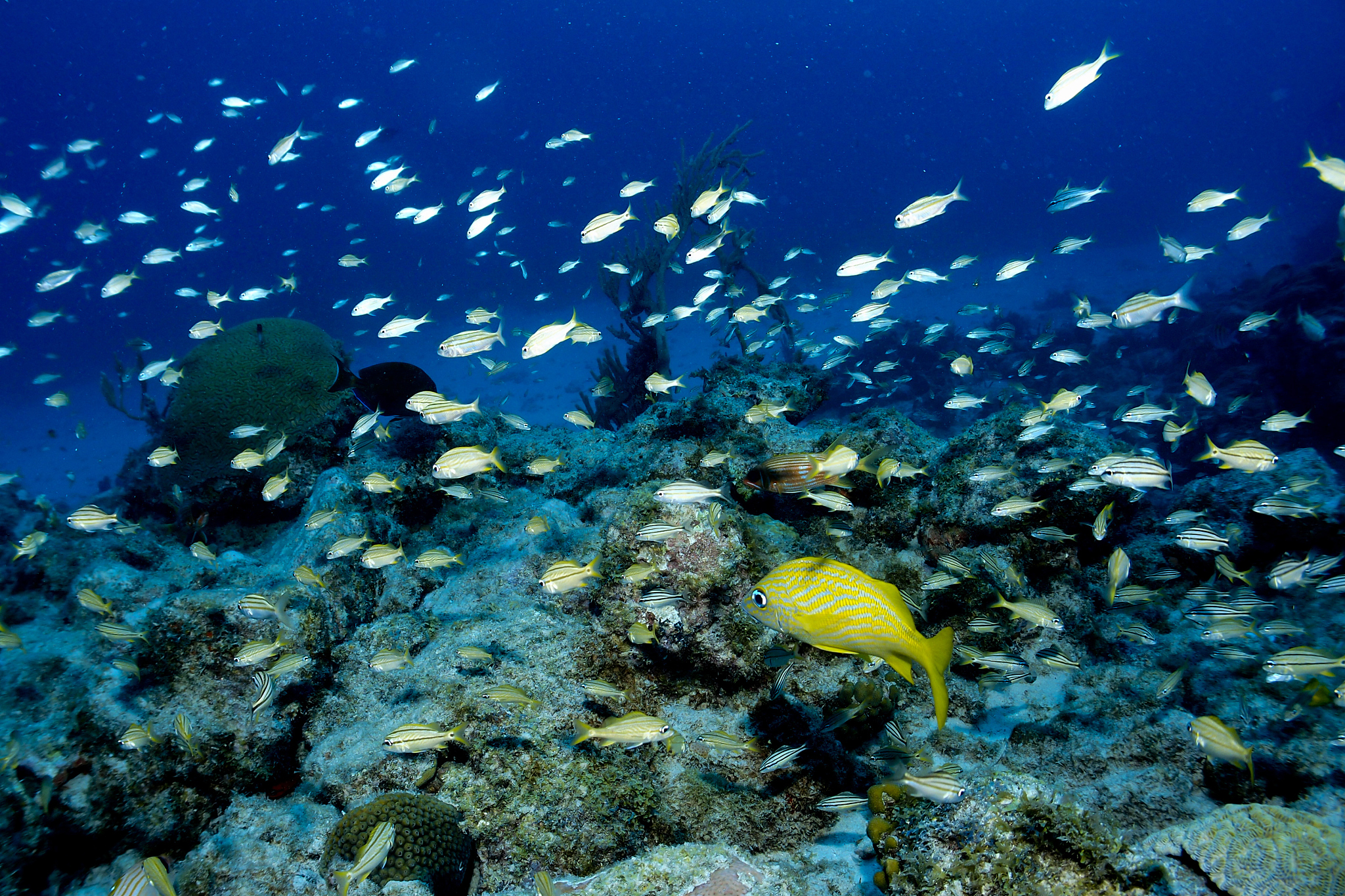 coral reef in aruba