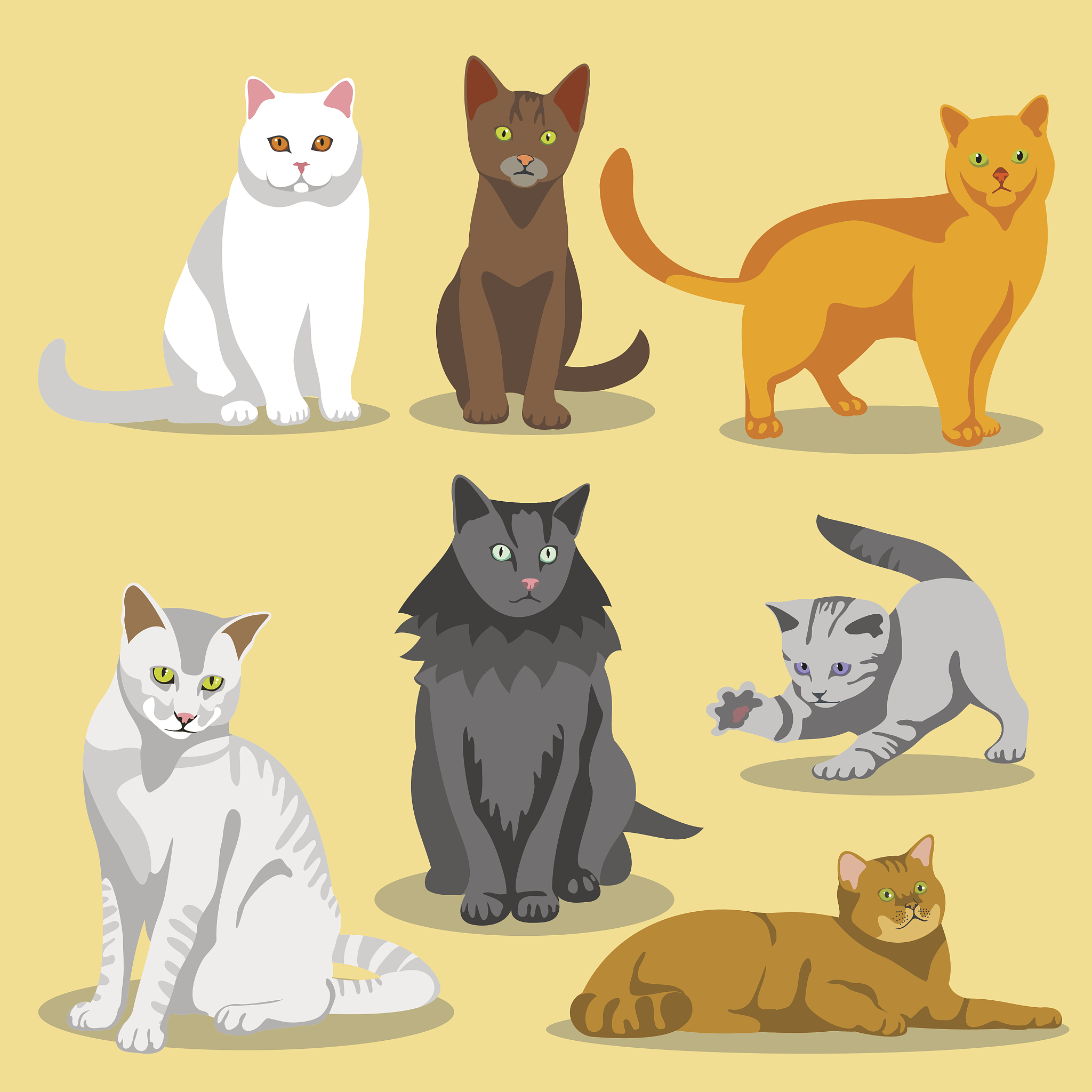 主人舔猫的毛会怎样