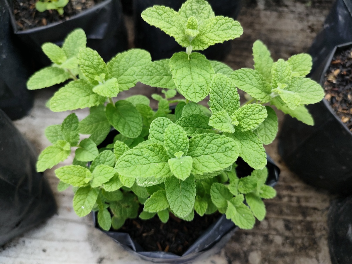 薄荷夏天怎么养？会开花吗400字