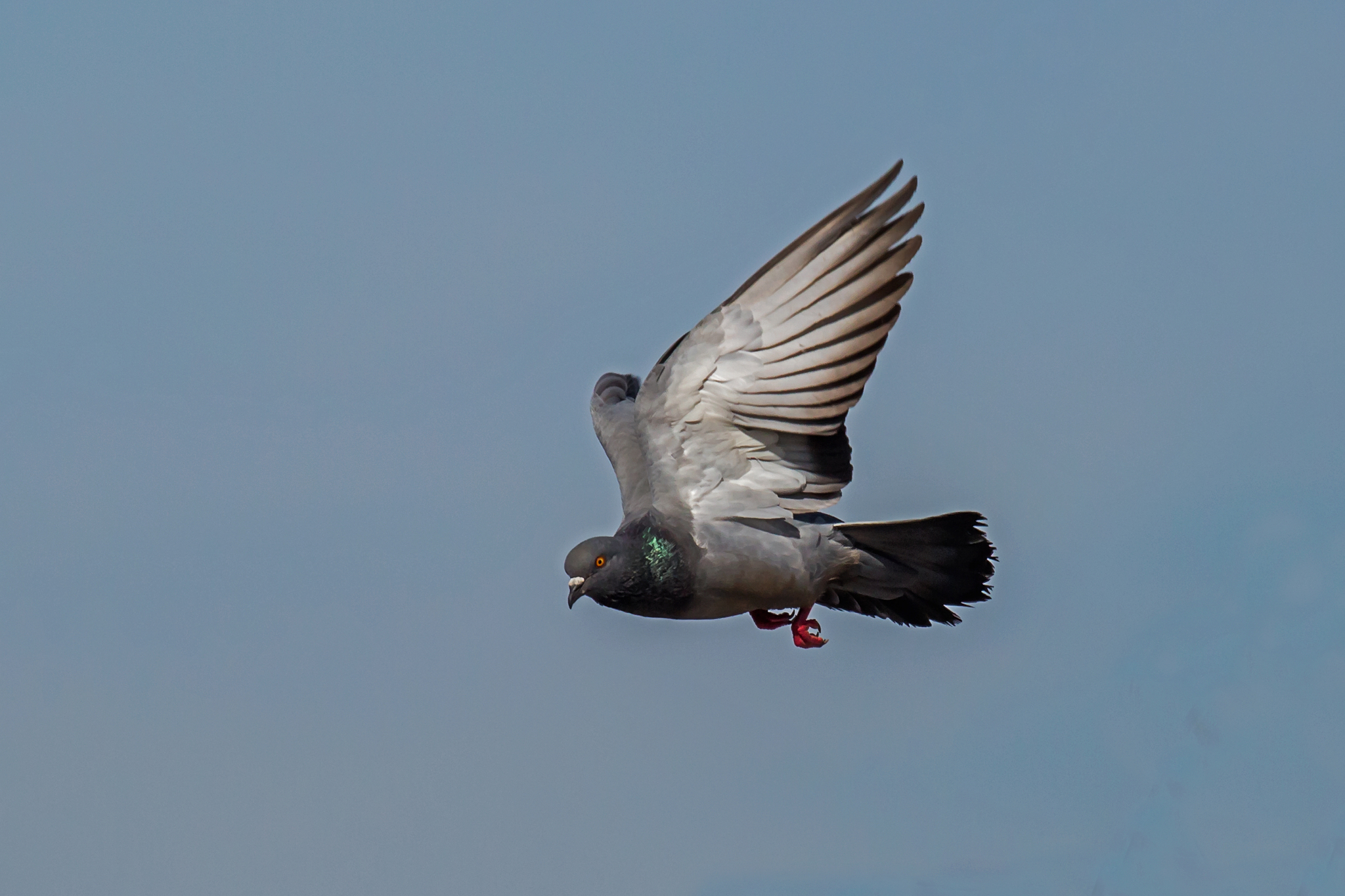 pigeon flying
