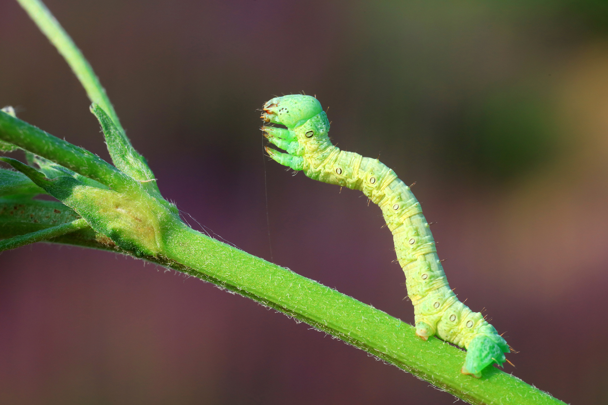孝感生物工程学校2021年招生专业有哪些